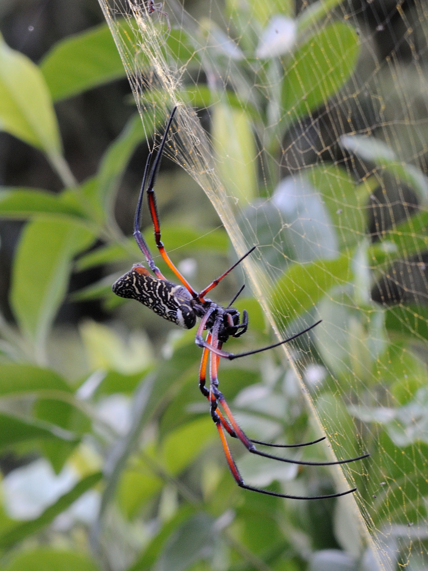 Afficher le média nephila_comorana2md nephila_comorana2md