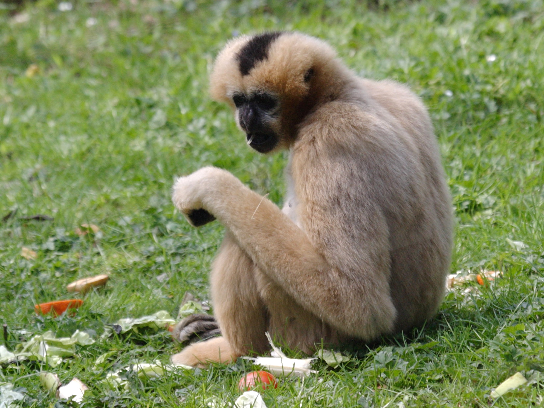 nomascus_leucogenys2bd