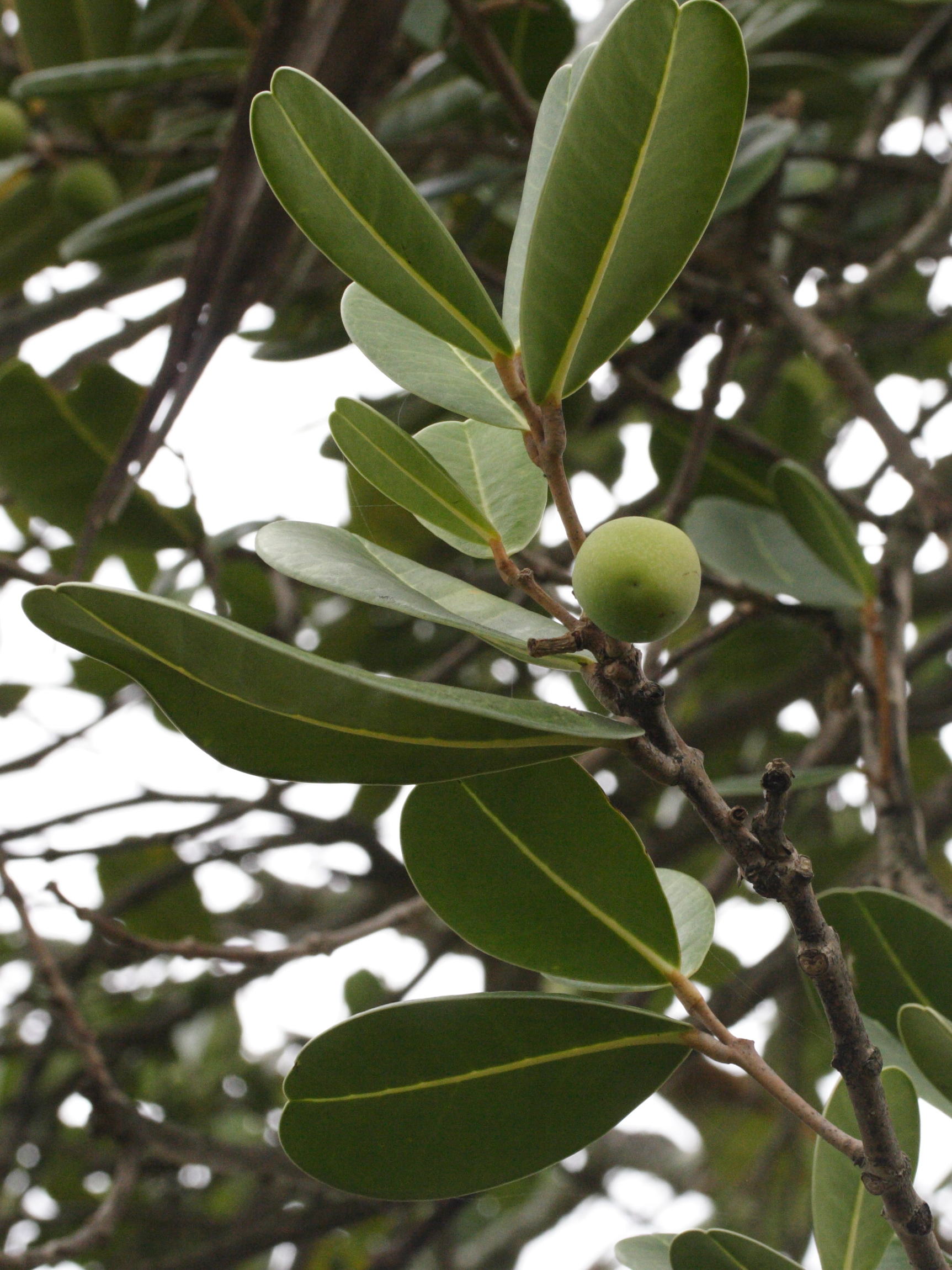 noronhia_emarginata1md