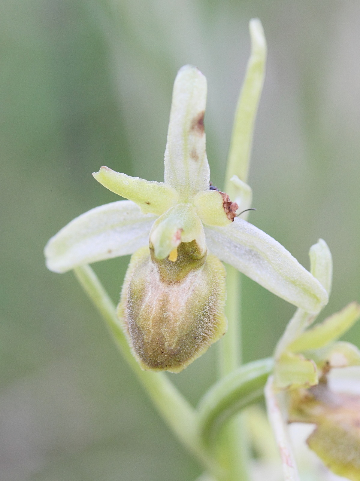 Afficher le média ophrys_virescens4md ophrys_virescens4md