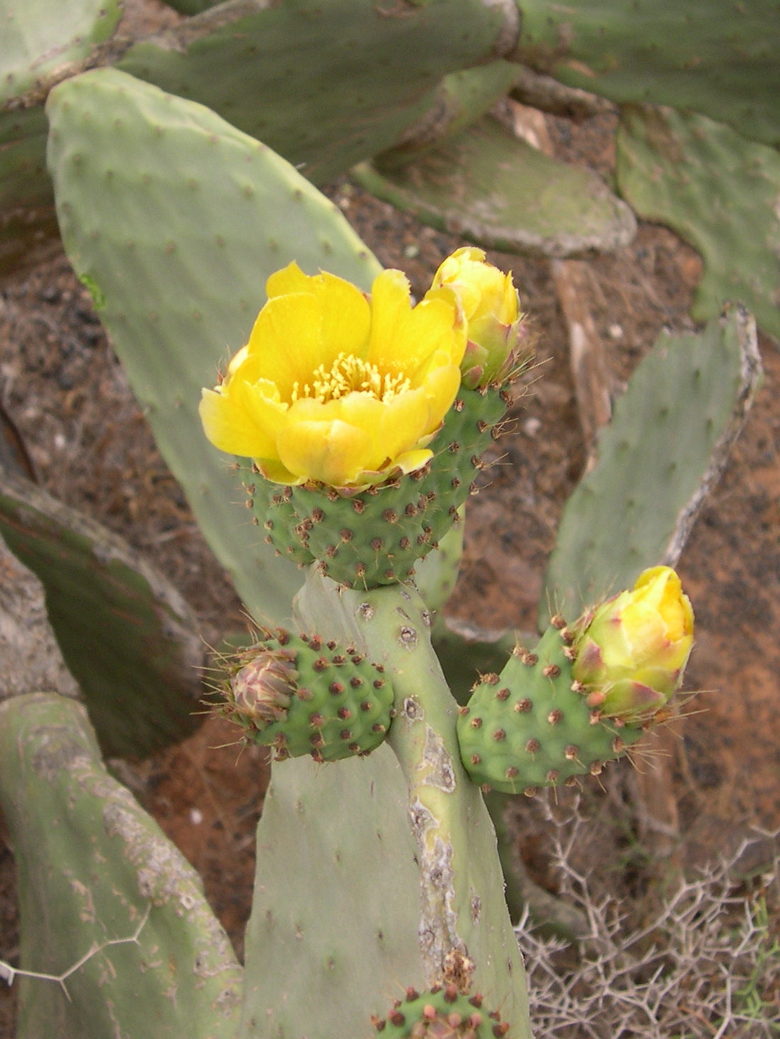 opuntia_ficus-indica2bcd