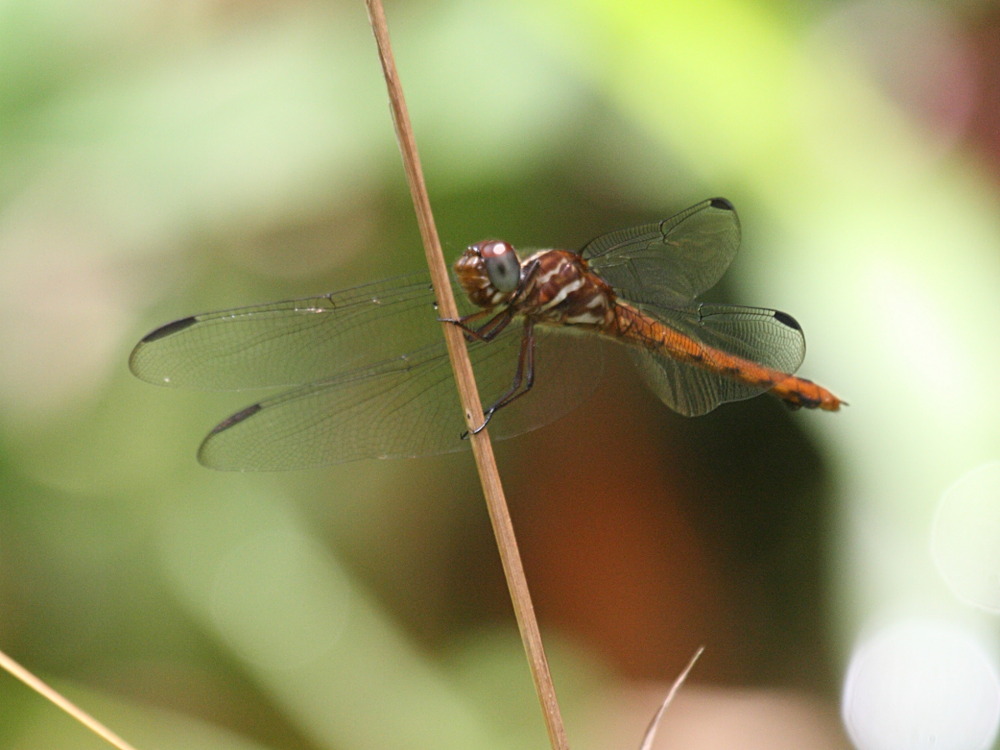 orthemis_macrostigma3bd