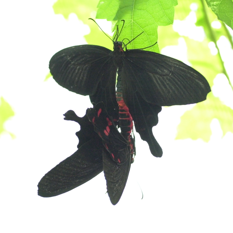 Afficher le média pachliopta_kotzebuea2md pachliopta_kotzebuea2md