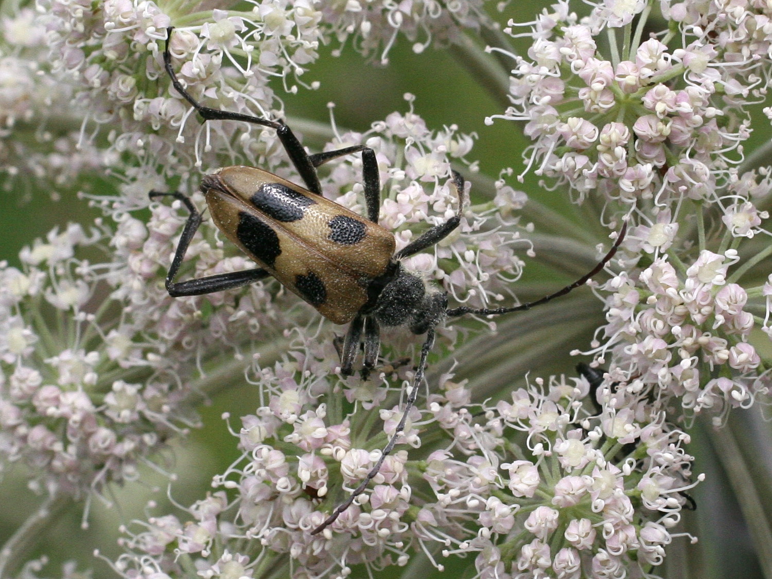 pachyta_quadrimaculata3md