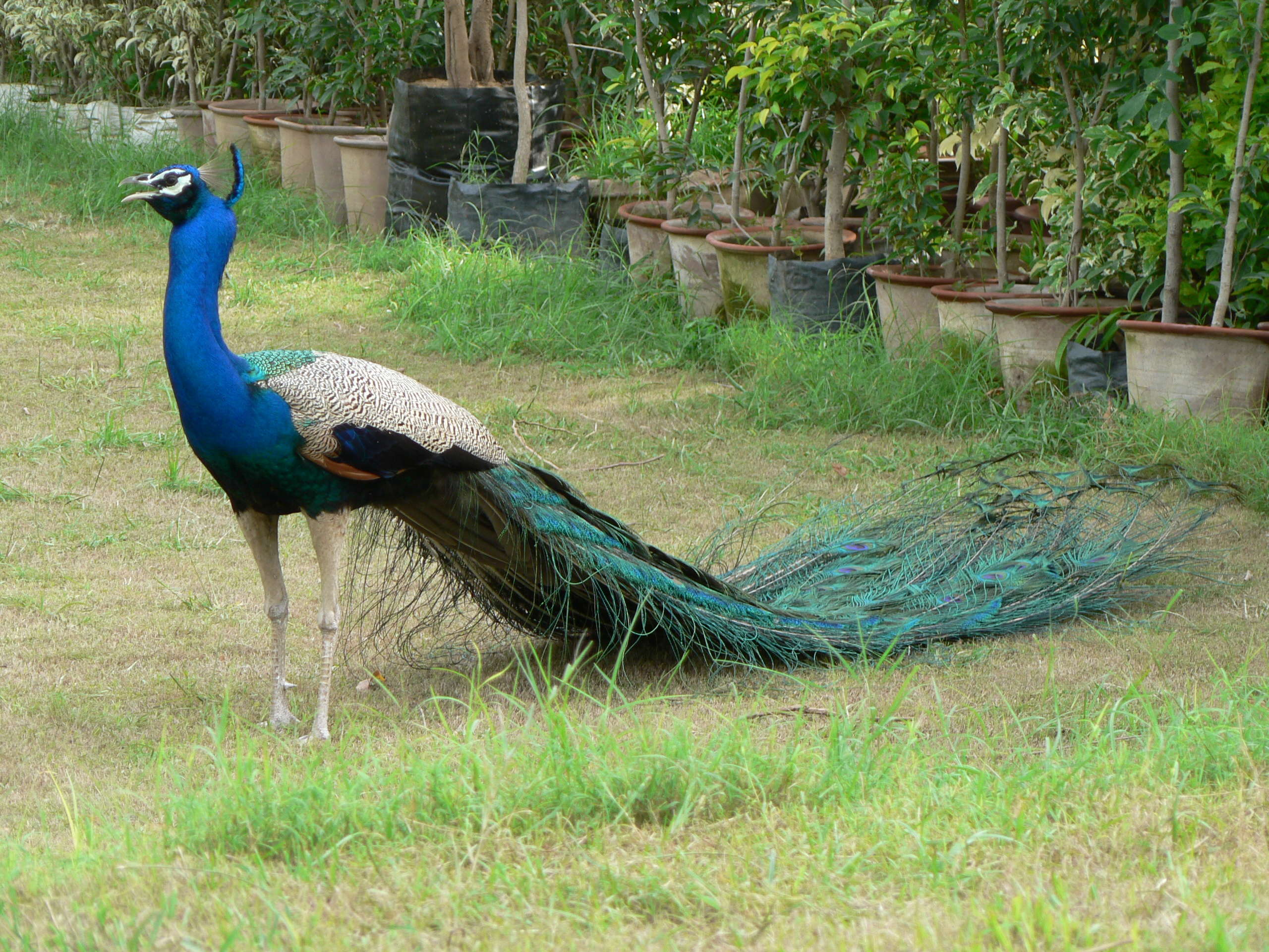 paon_-_pavo_cristatus3gc