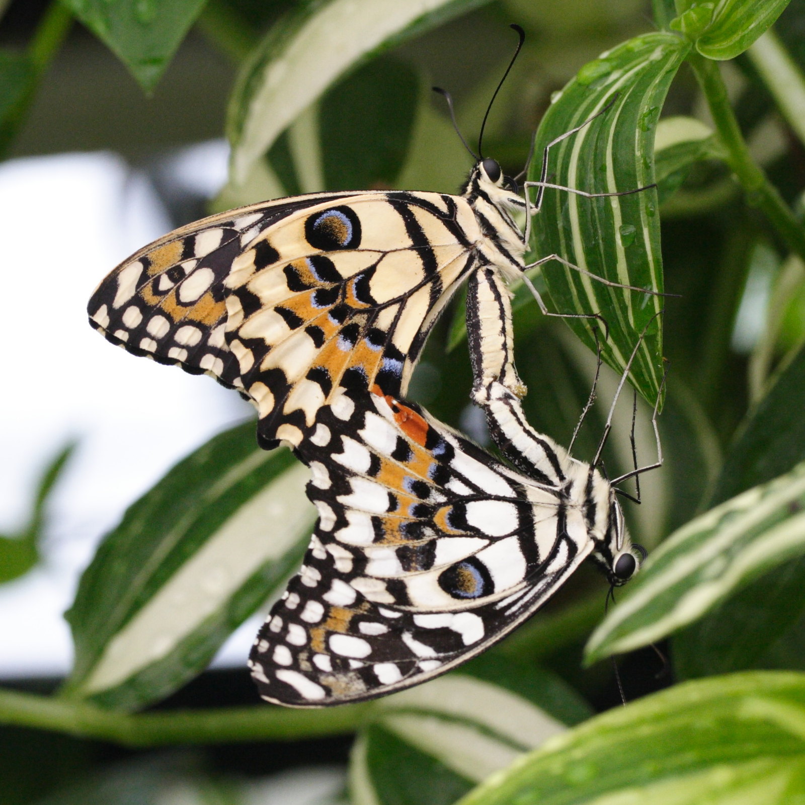 Afficher le média papilio_demoleus3md papilio_demoleus3md