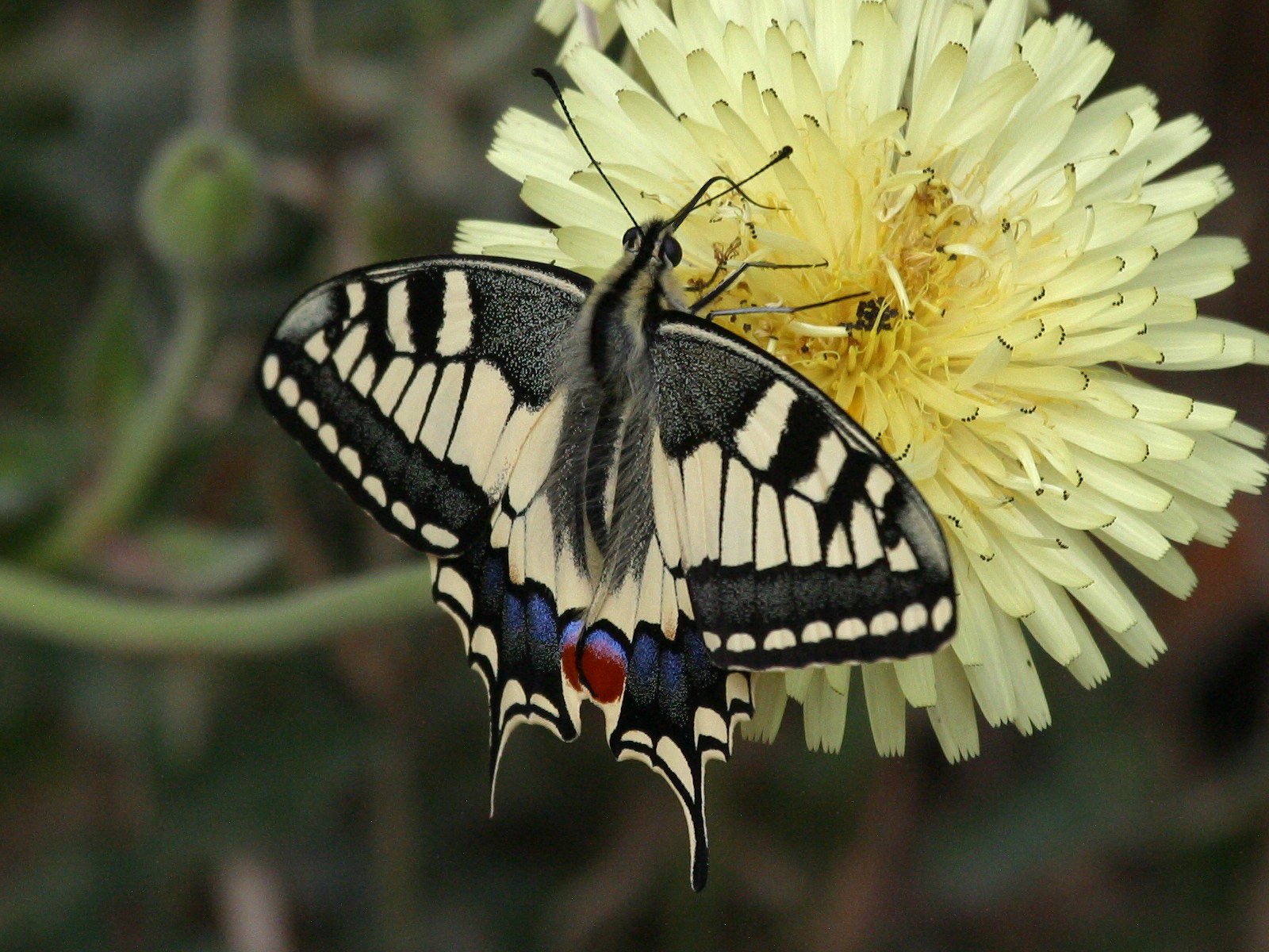 papilio_machaon1bd