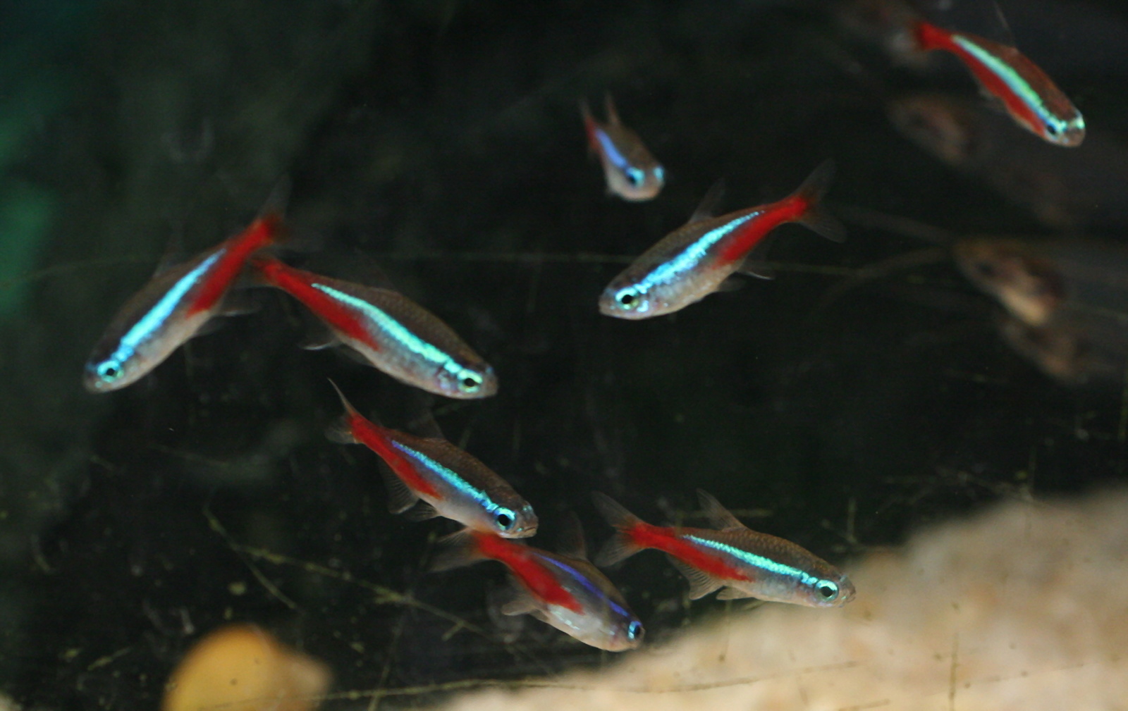 paracheirodon_innesi1md