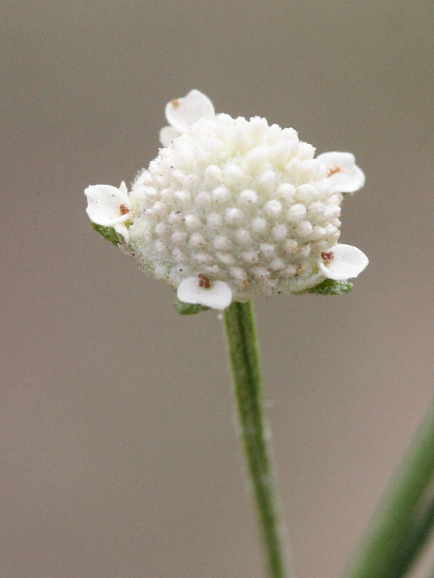 parthenium_hysterophorus2md