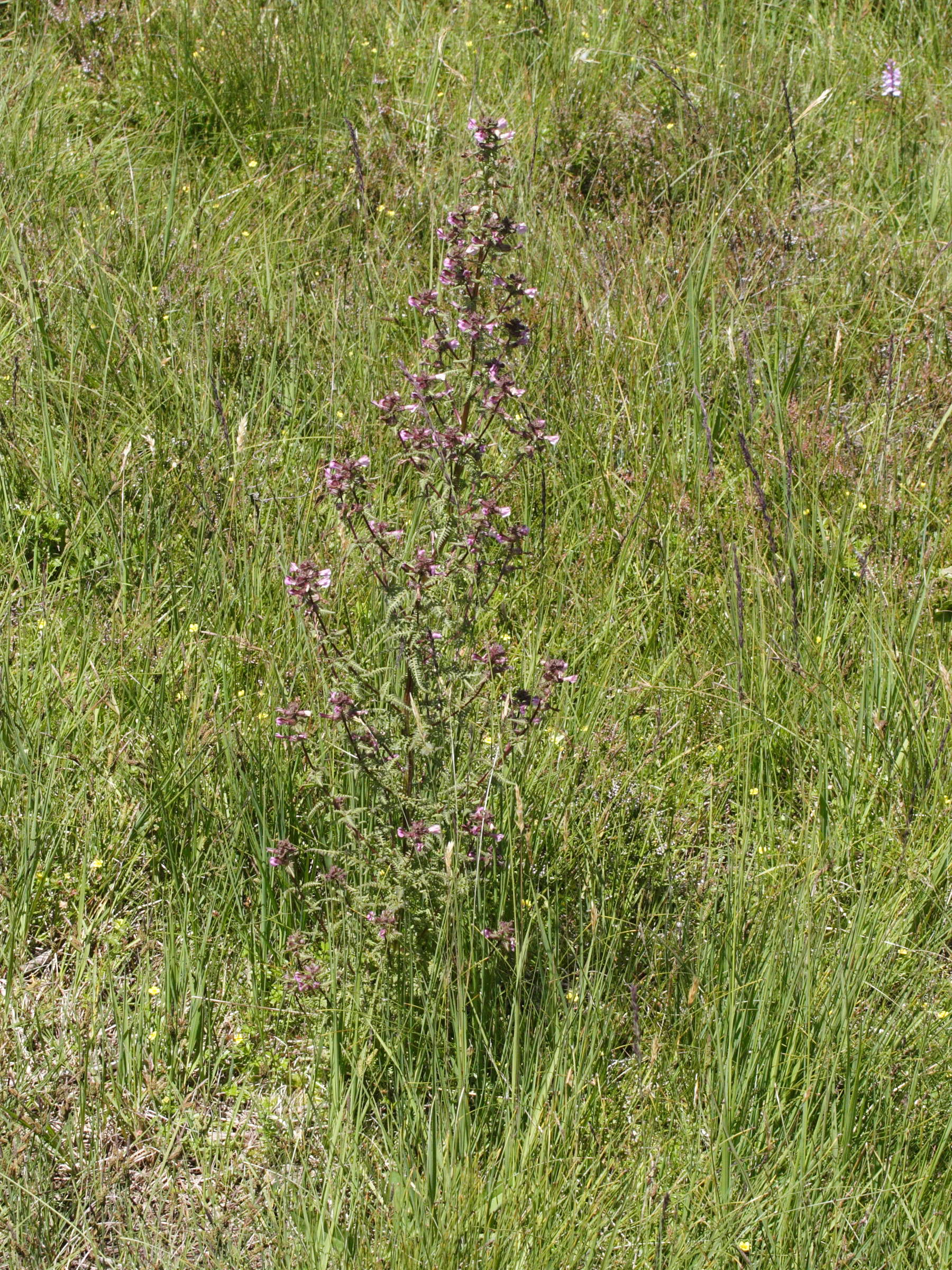 pedicularis_palustris3md