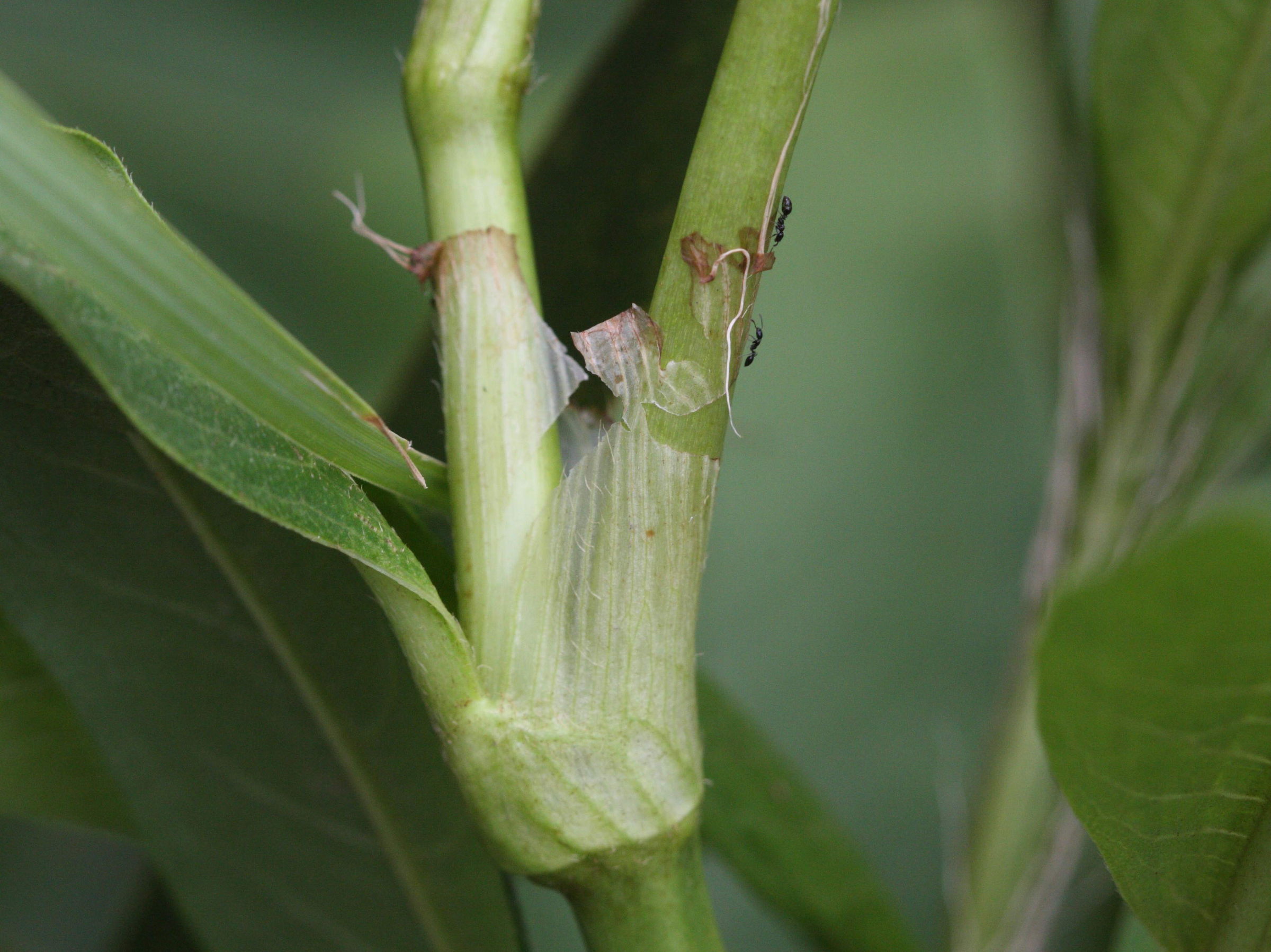 persicaria_glabra3md