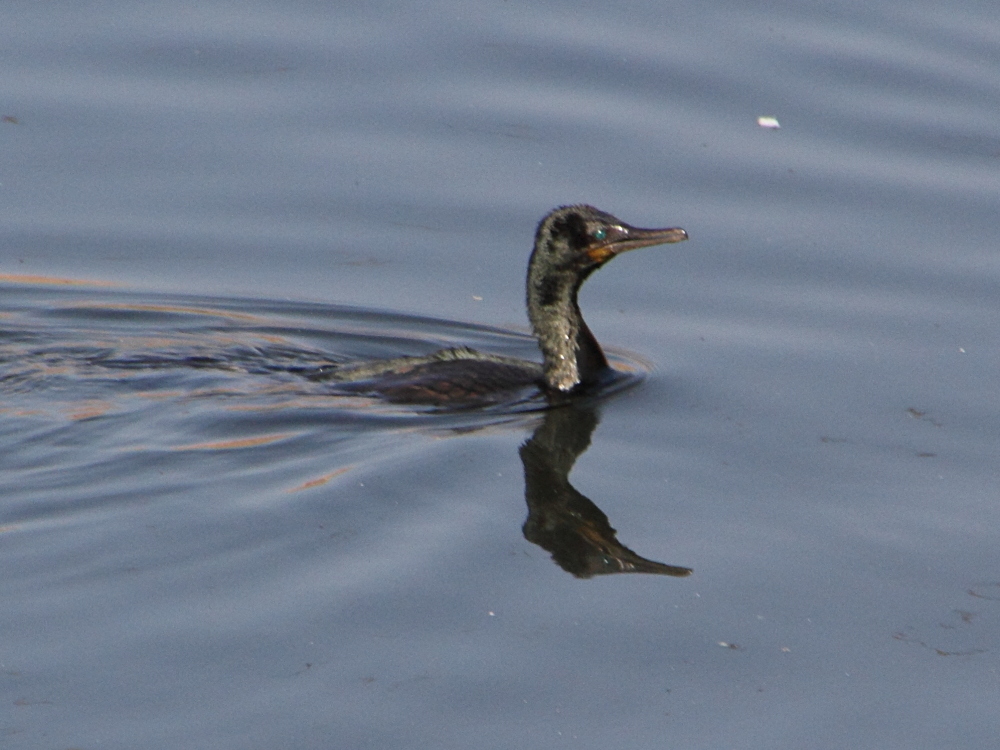 petit_cormoran_-_phalacrocorax_niger1md