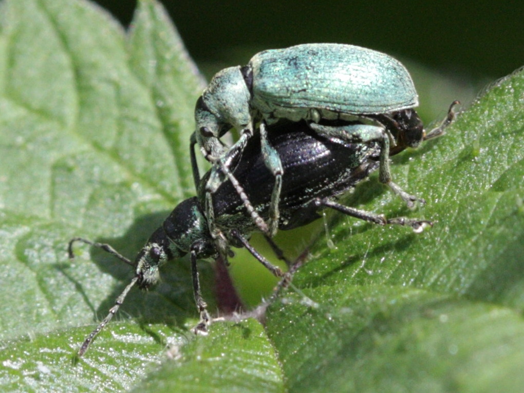 Afficher le média phyllobius_pomaceus4bbd phyllobius_pomaceus4bbd