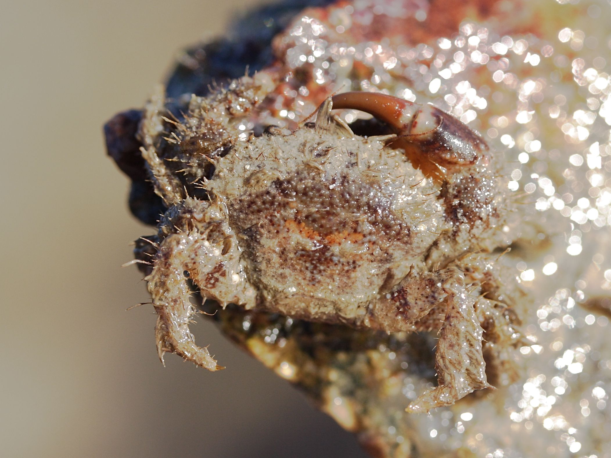 pilumnus_hirtellus3md