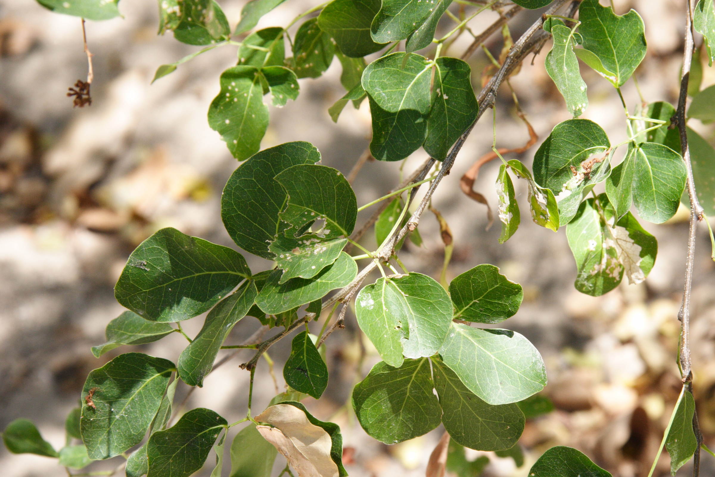 pithecellobium_unguis-cati2md