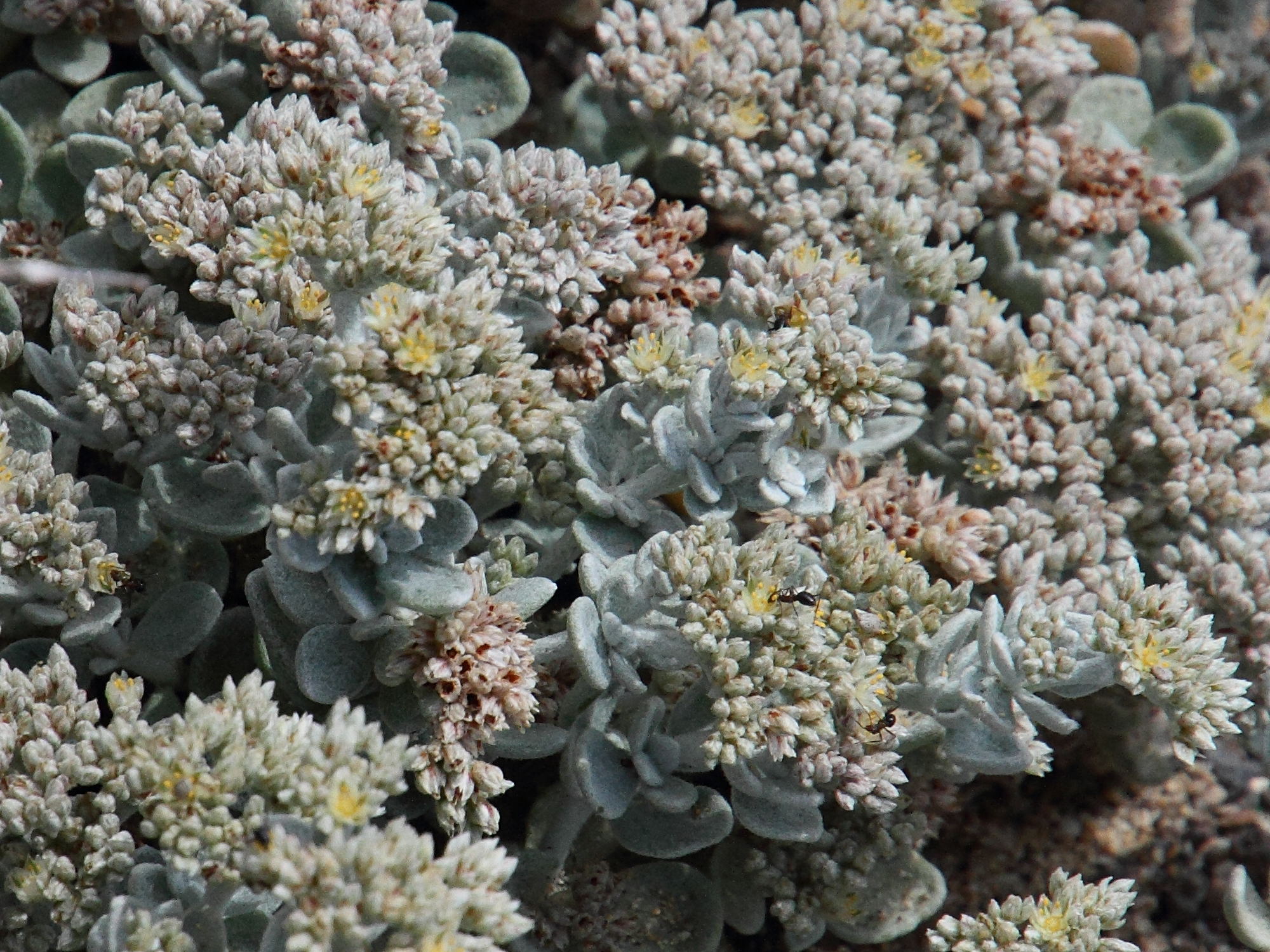 polycarpaea_nivea2md