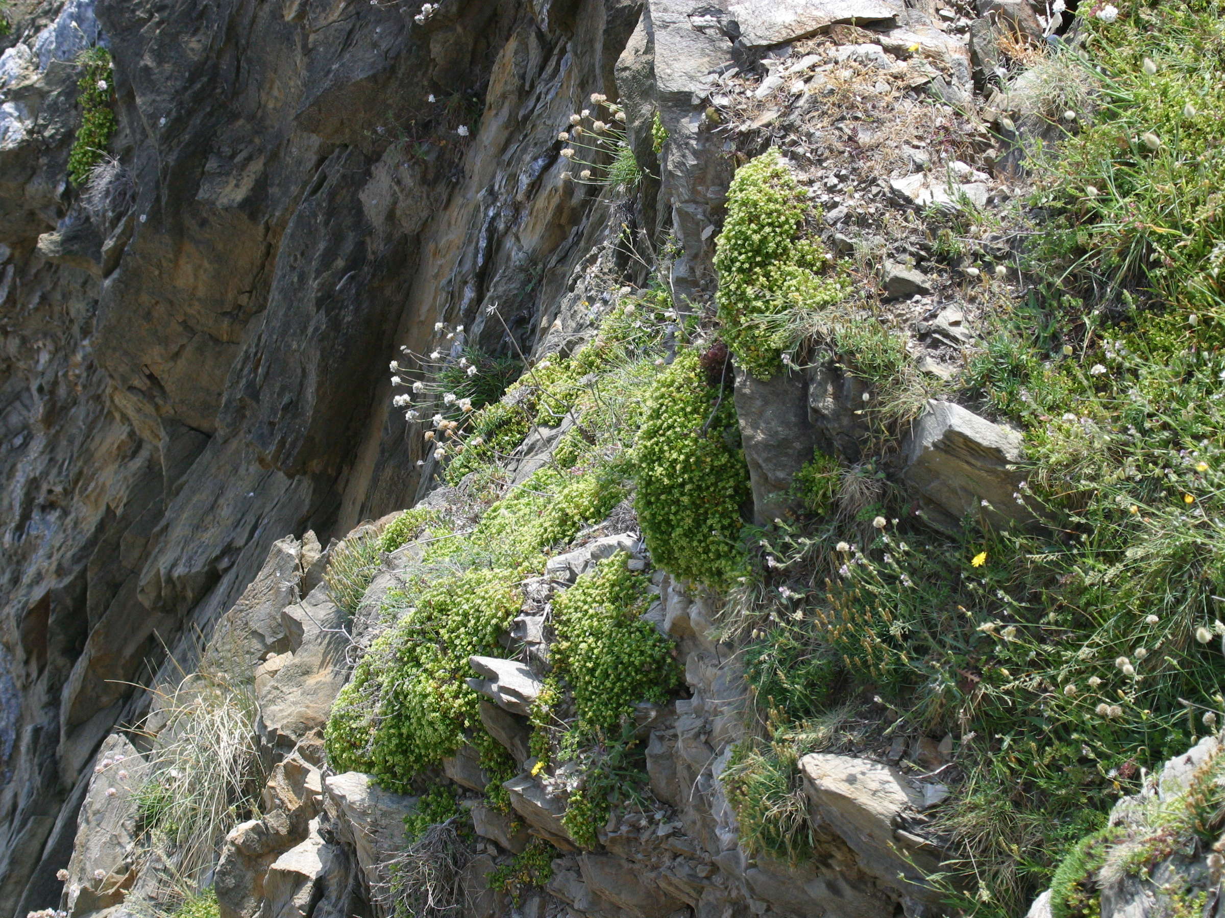 Afficher le média Polycarpon_polycarpoides catalaunicum Polycarpon_polycarpoides catalaunicum