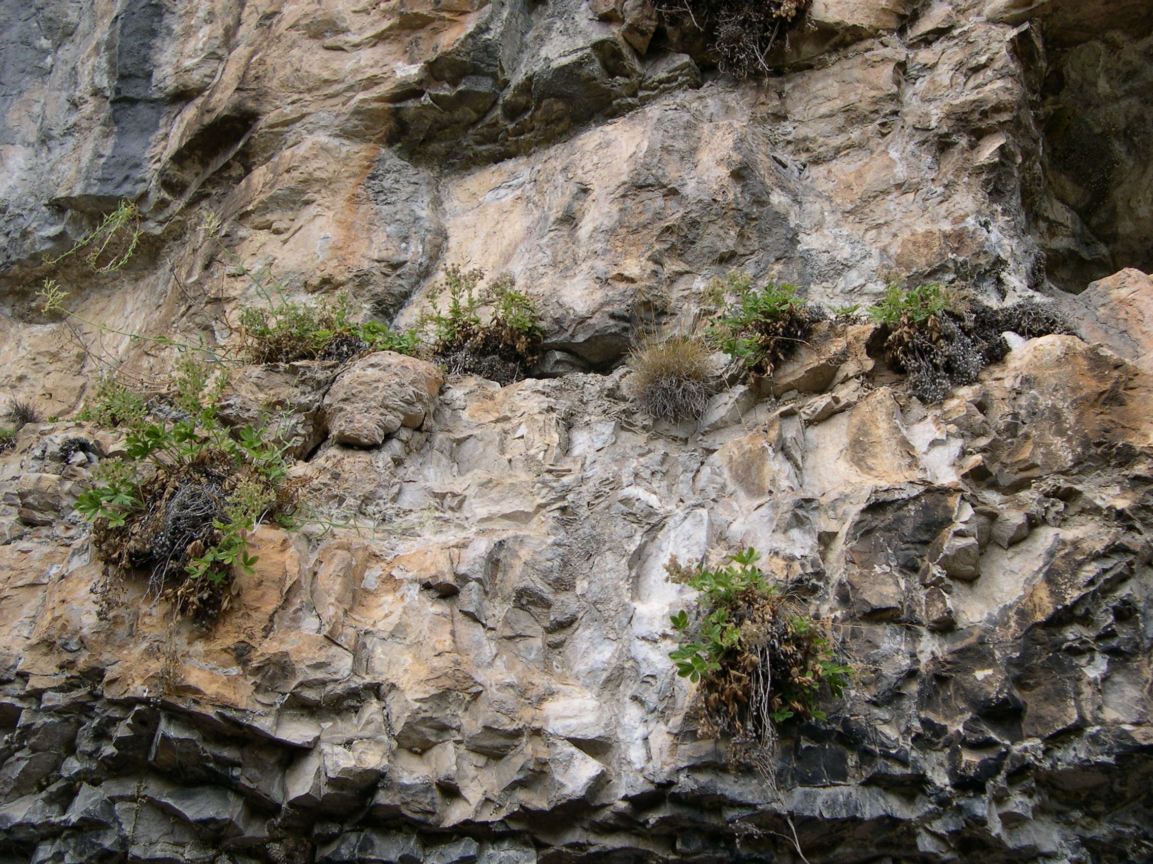 potentilla_caulescens1md