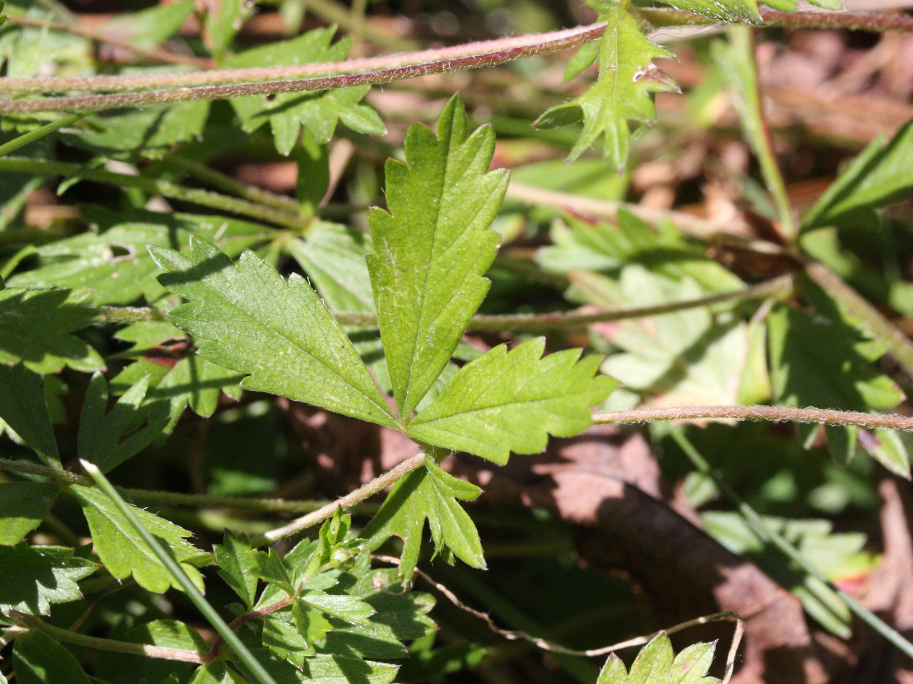 Potentilla_erecta