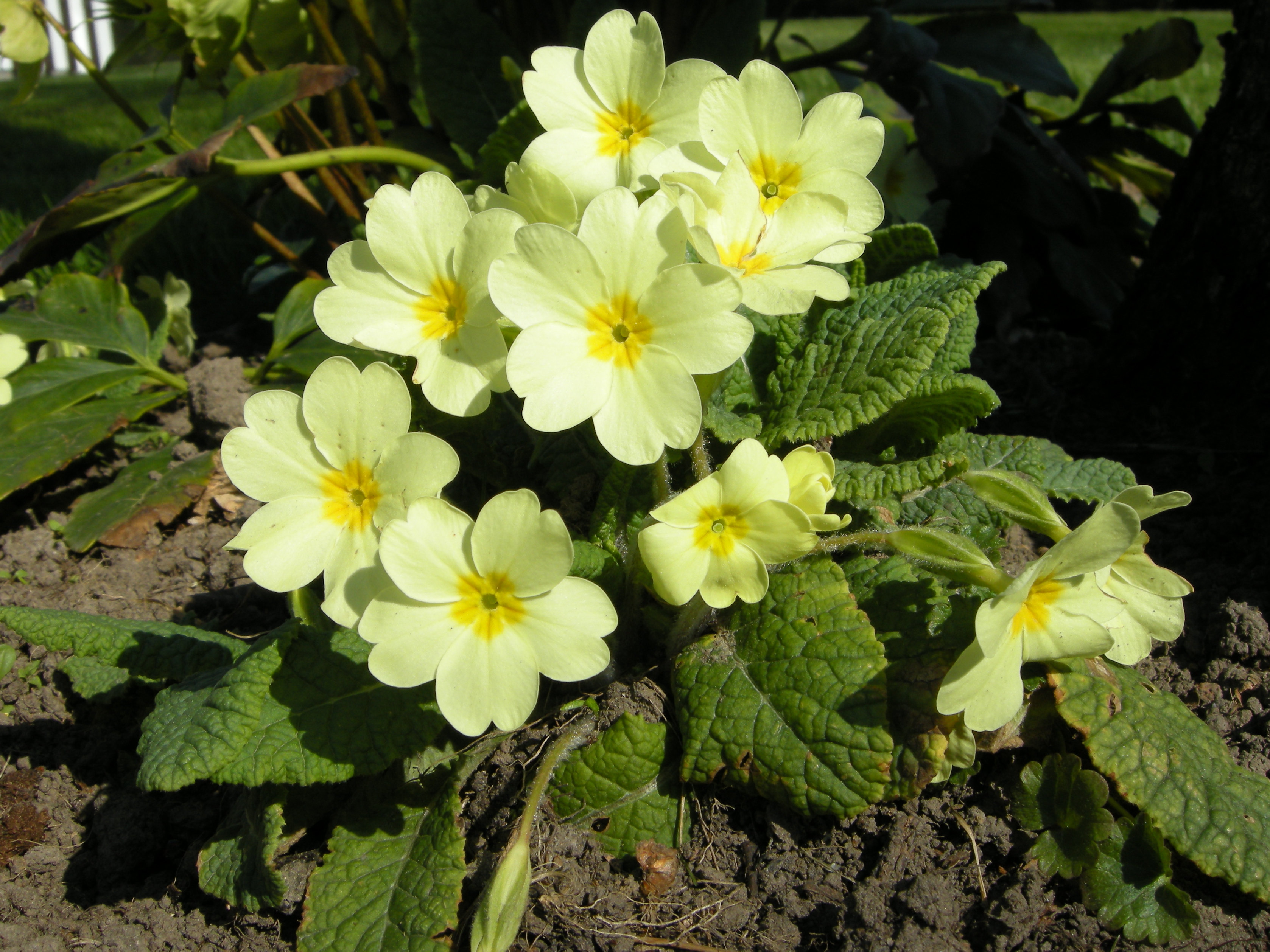 primula_vulgaris1md