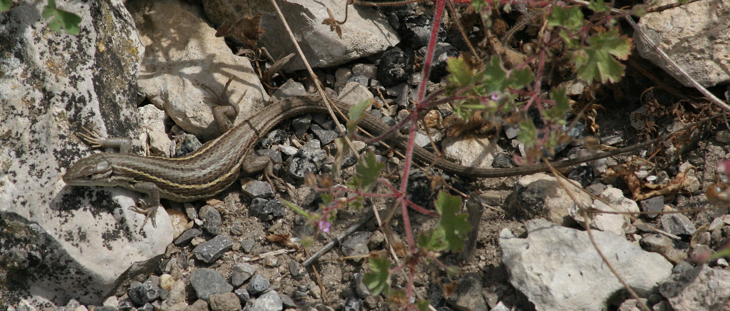 Afficher le média psammodromus_algirus3md psammodromus_algirus3md