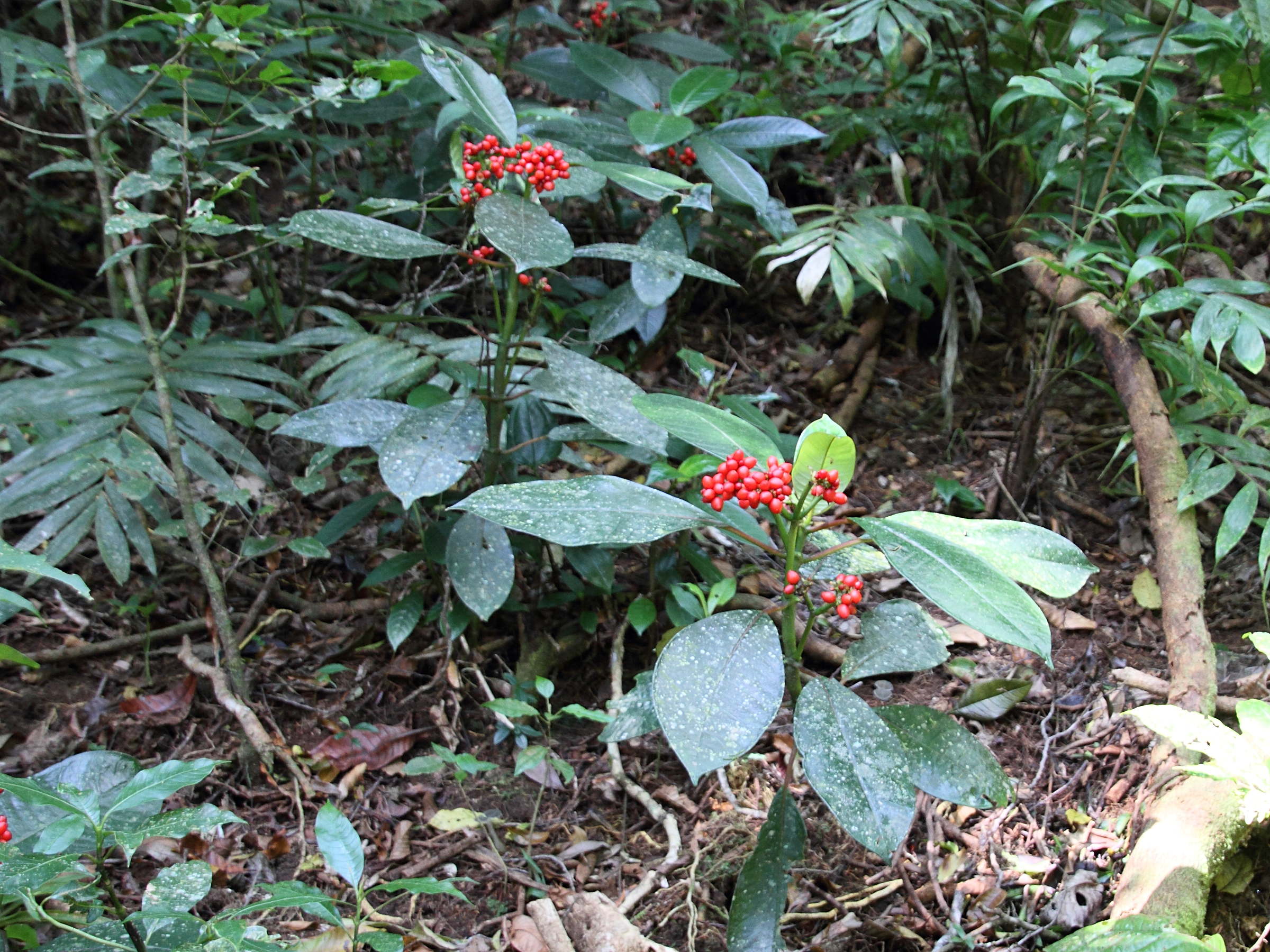 psychotria_uliginosa6md