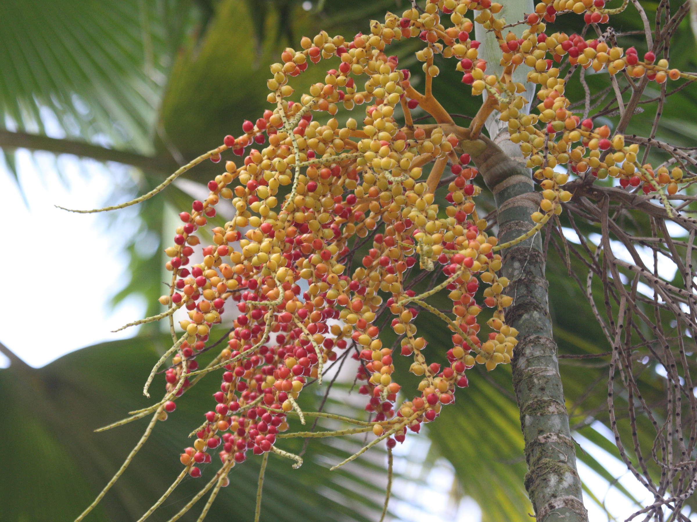 ptychosperma_elegans1bd