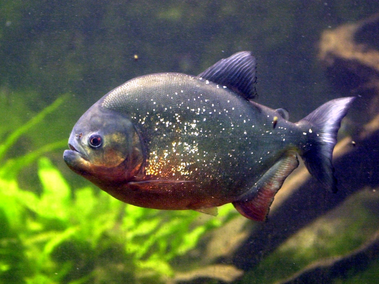 Afficher le média pygocentrus_nattereri1md pygocentrus_nattereri1md