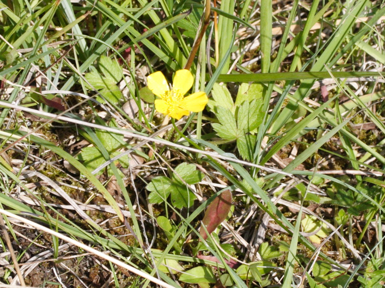 Afficher le média ranunculus_breyninus1md ranunculus_breyninus1md