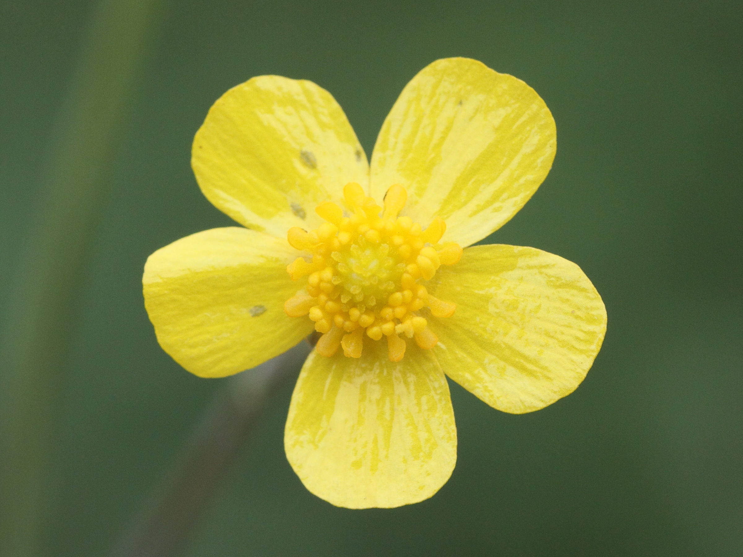 Ranunculus_flammula
