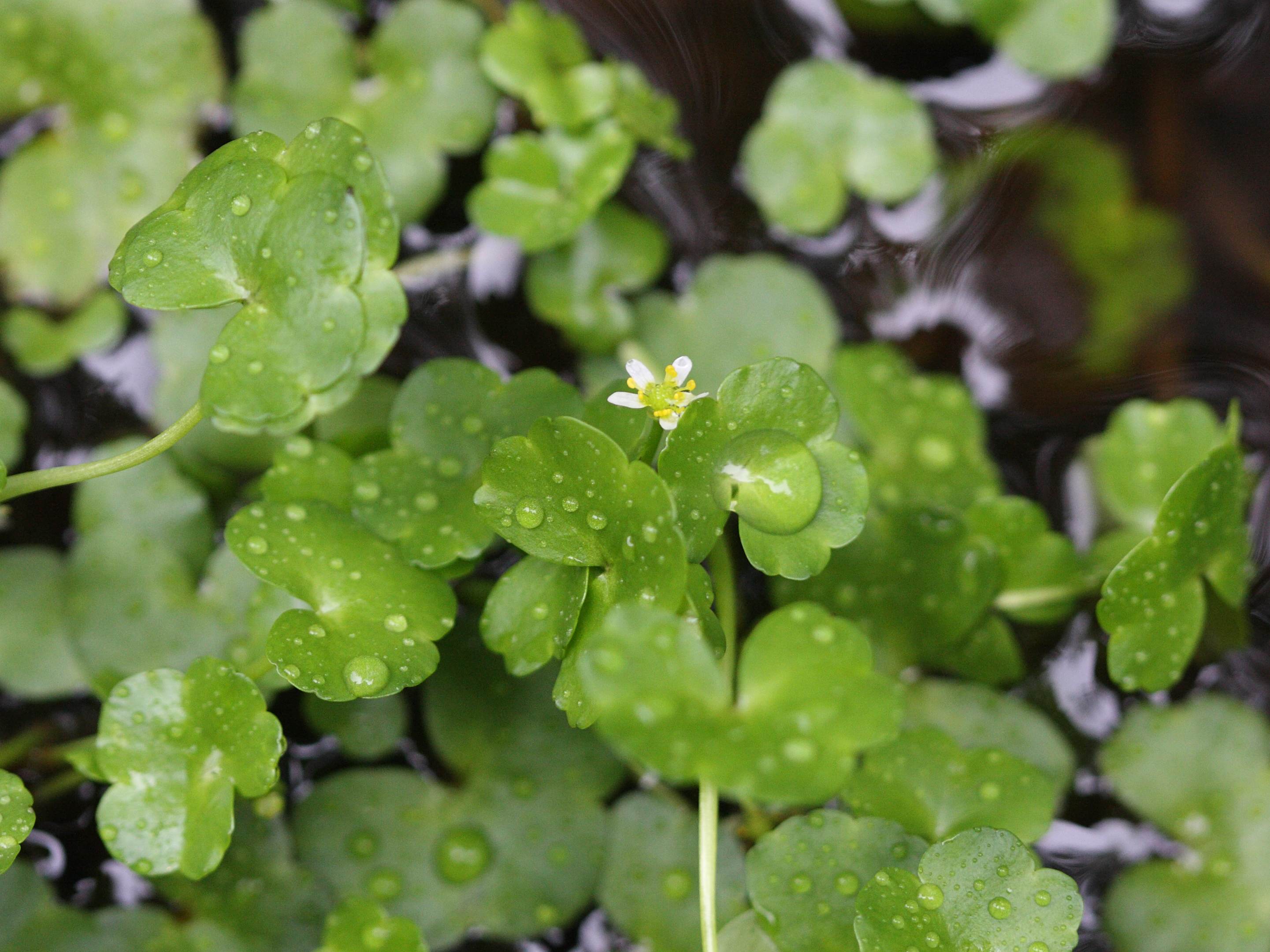 Afficher le média ranunculus_hederaceus2bbd ranunculus_hederaceus2bbd