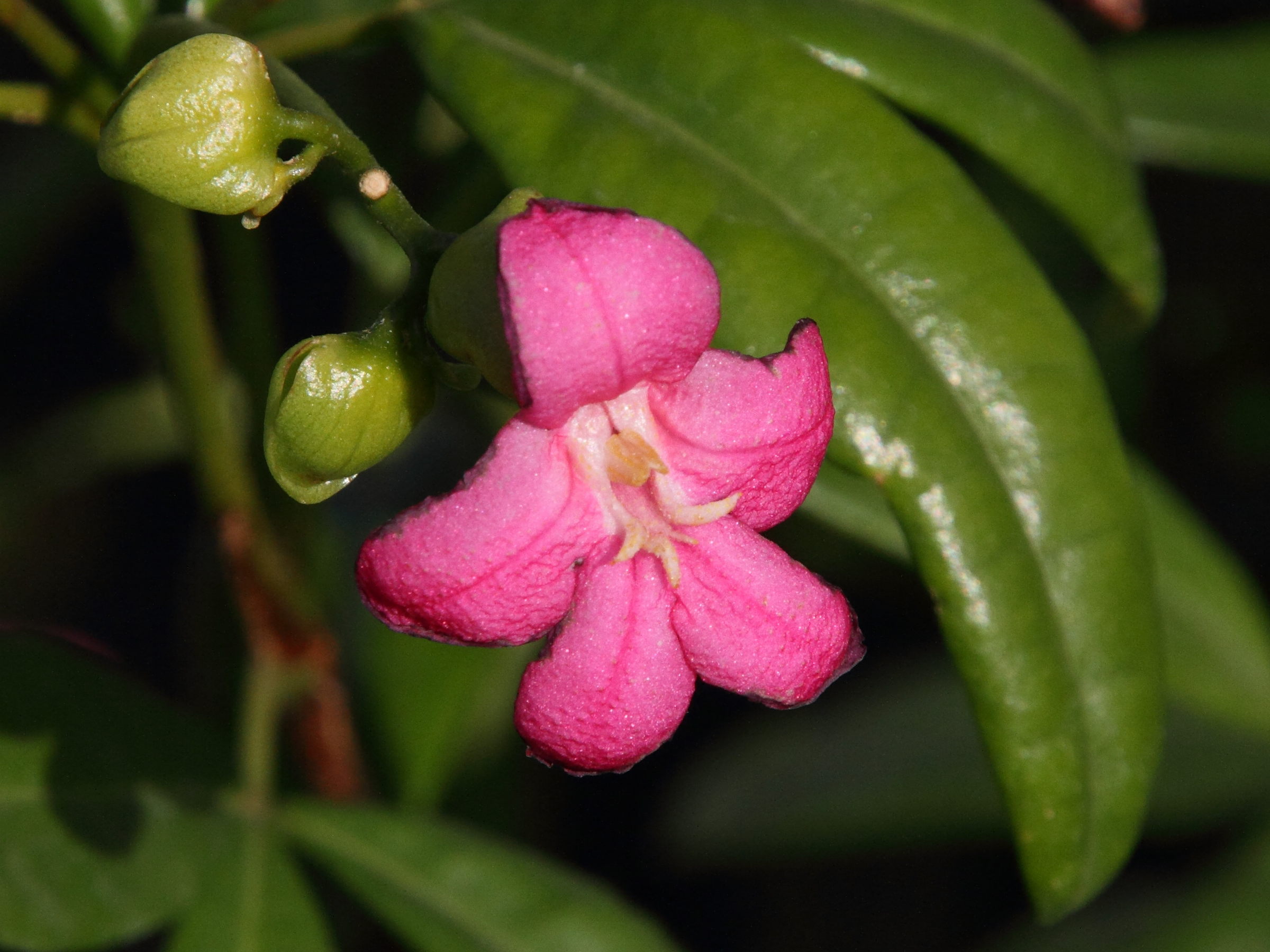 ravenia_spectabilis2md