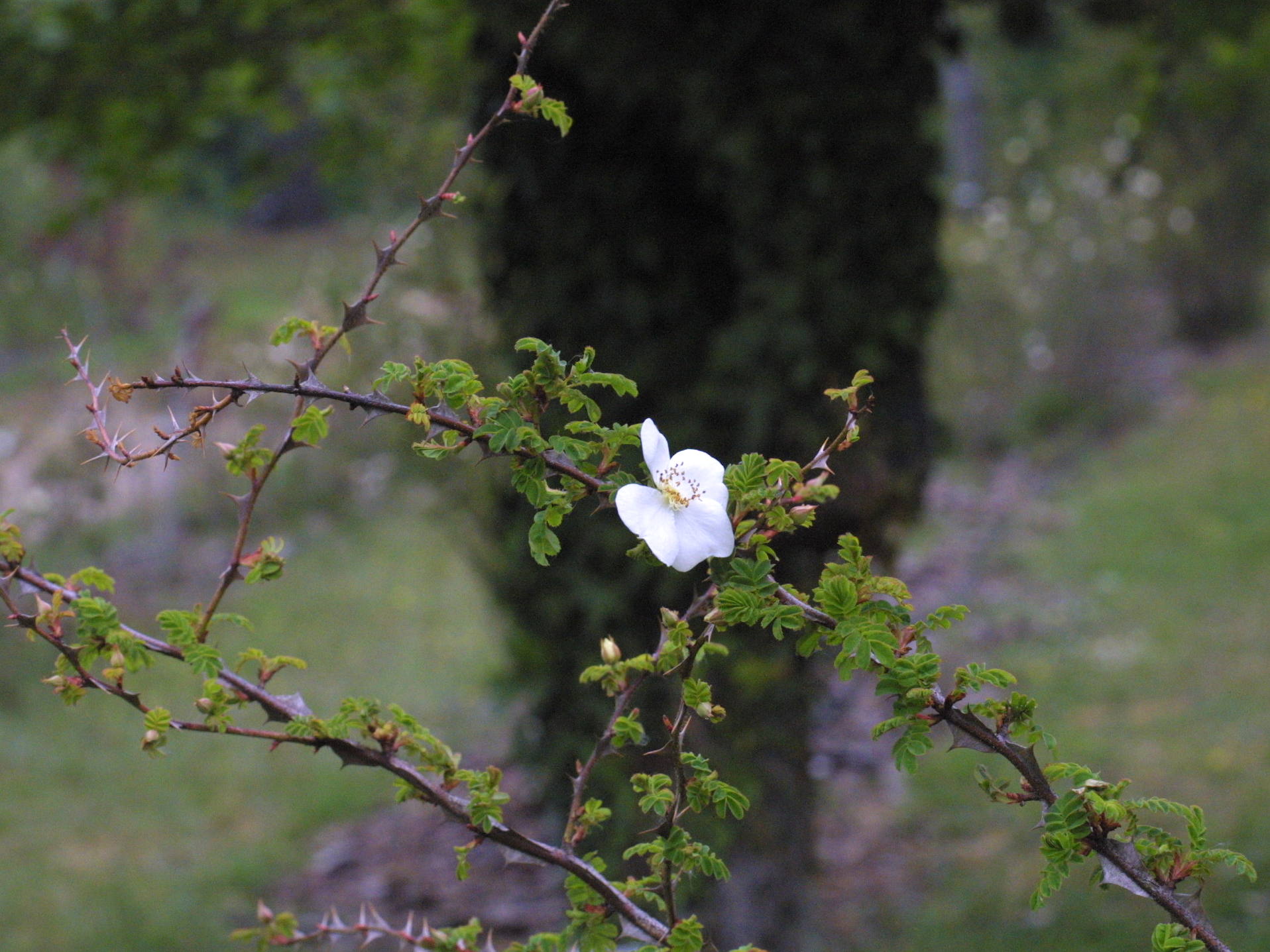 rosa_sericea_omaiensis2md