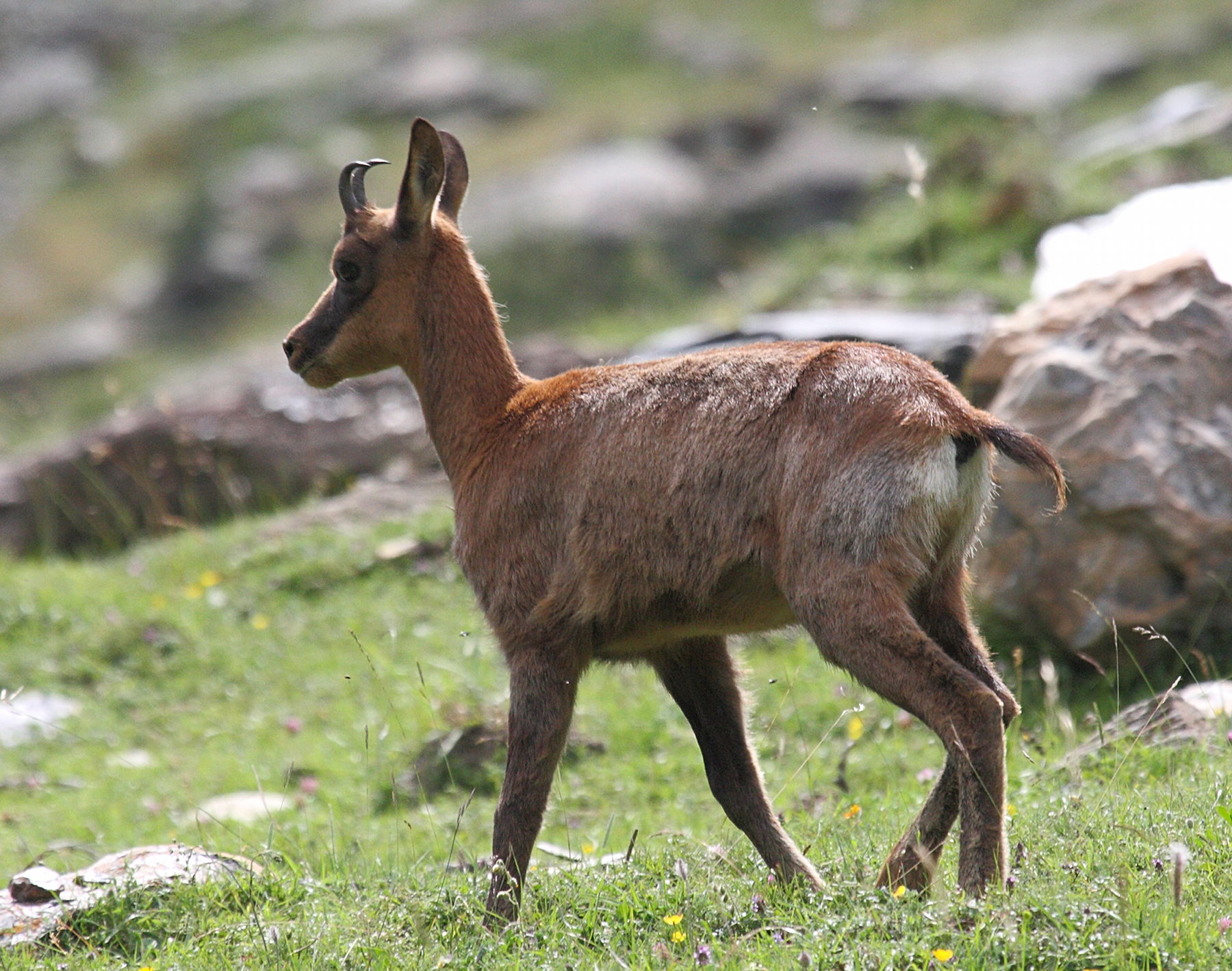 rupicapra_pyrenaica3bd