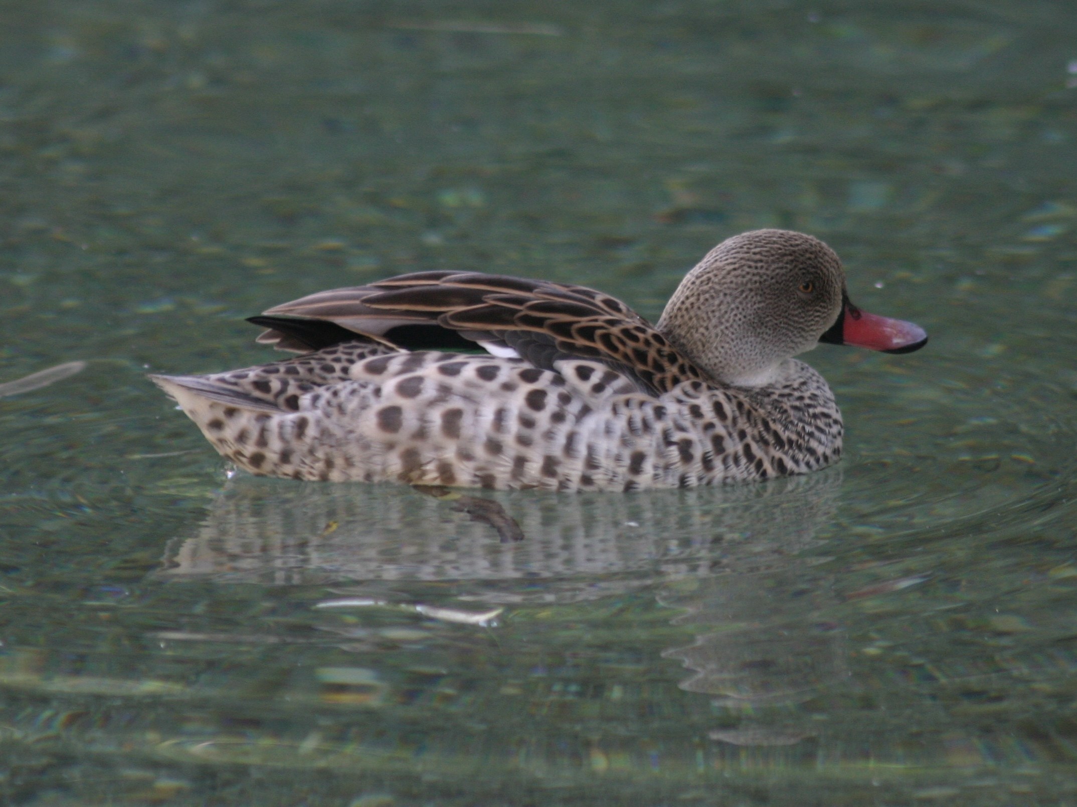 sarcelle_du_cap_-_anas_capensis1sd