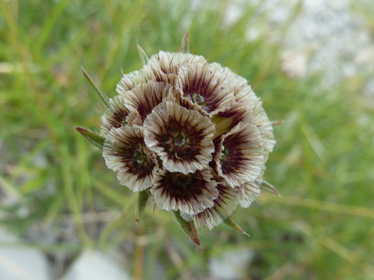 Afficher le média scabiosa_graminifolia3gv scabiosa_graminifolia3gv