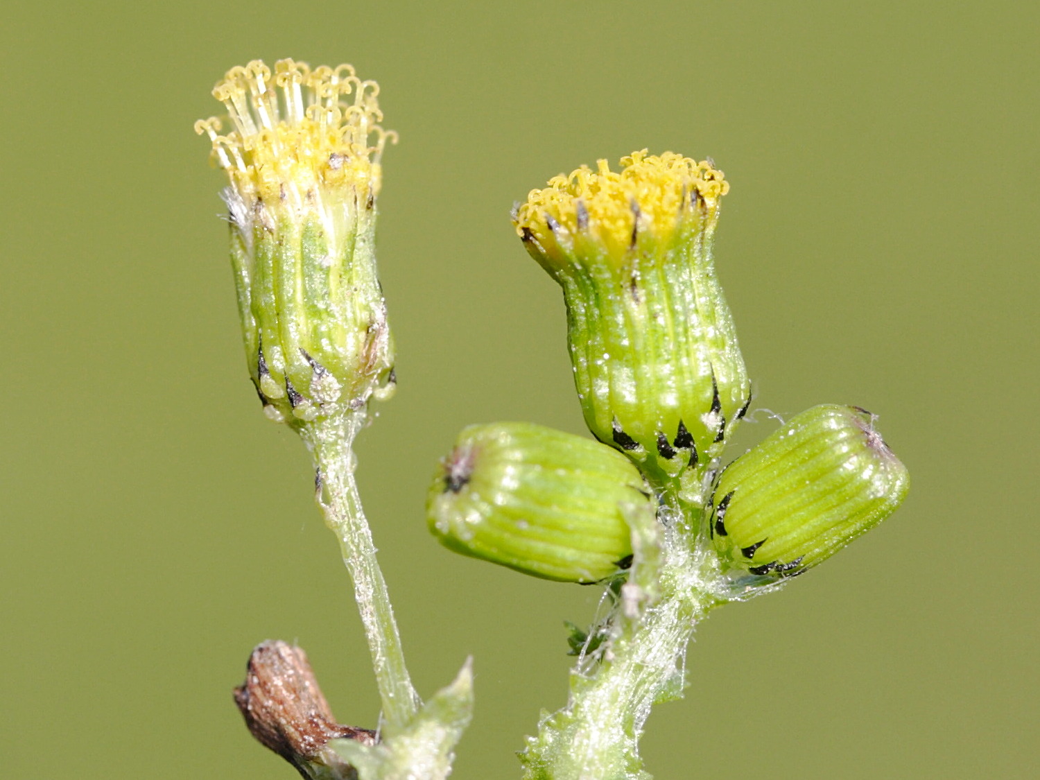 Senecio_vulgaris