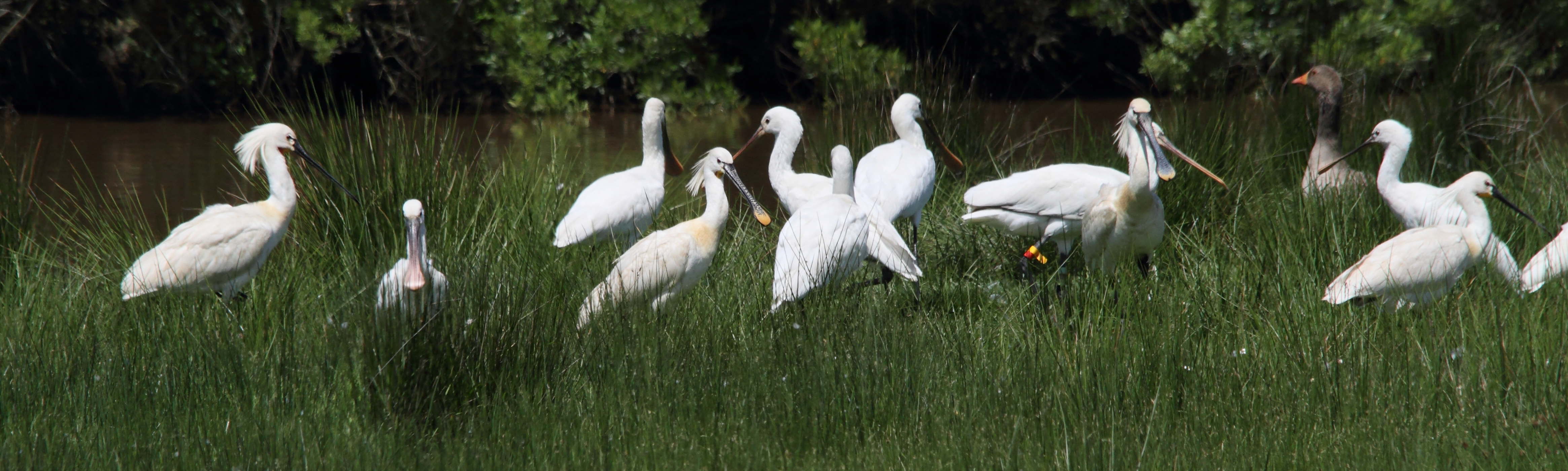 Afficher le média spatule_blanche_-_platalea_leucorodia4bd spatule_blanche_-_platalea_leucorodia4bd