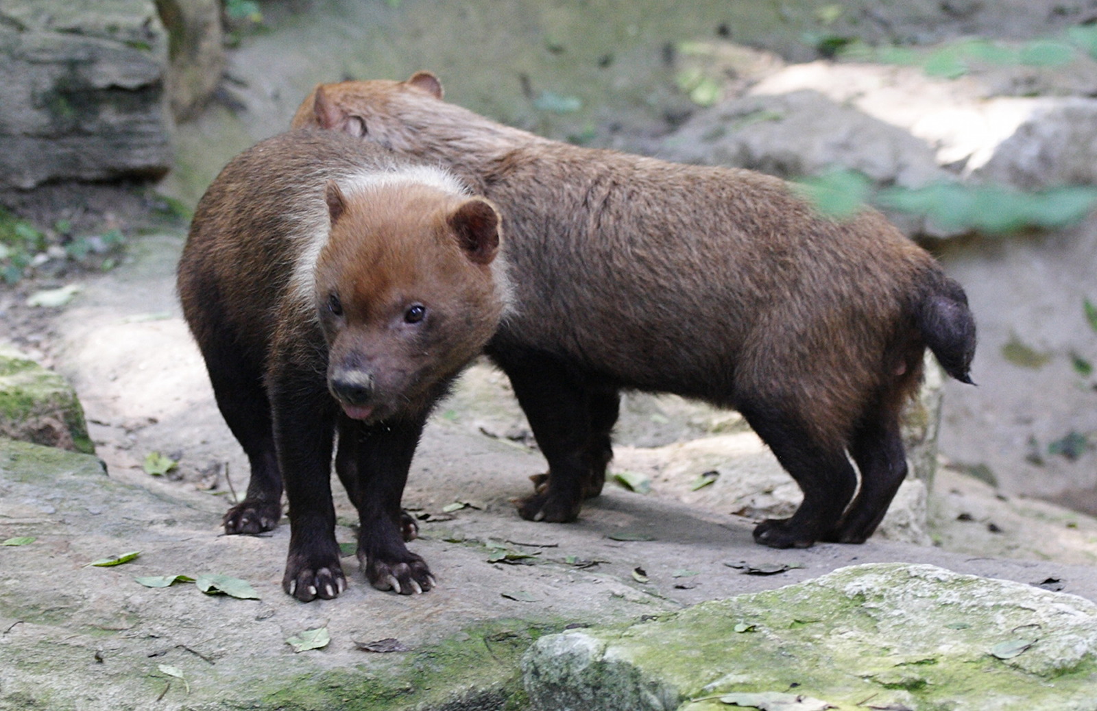 speothos_venaticus1md