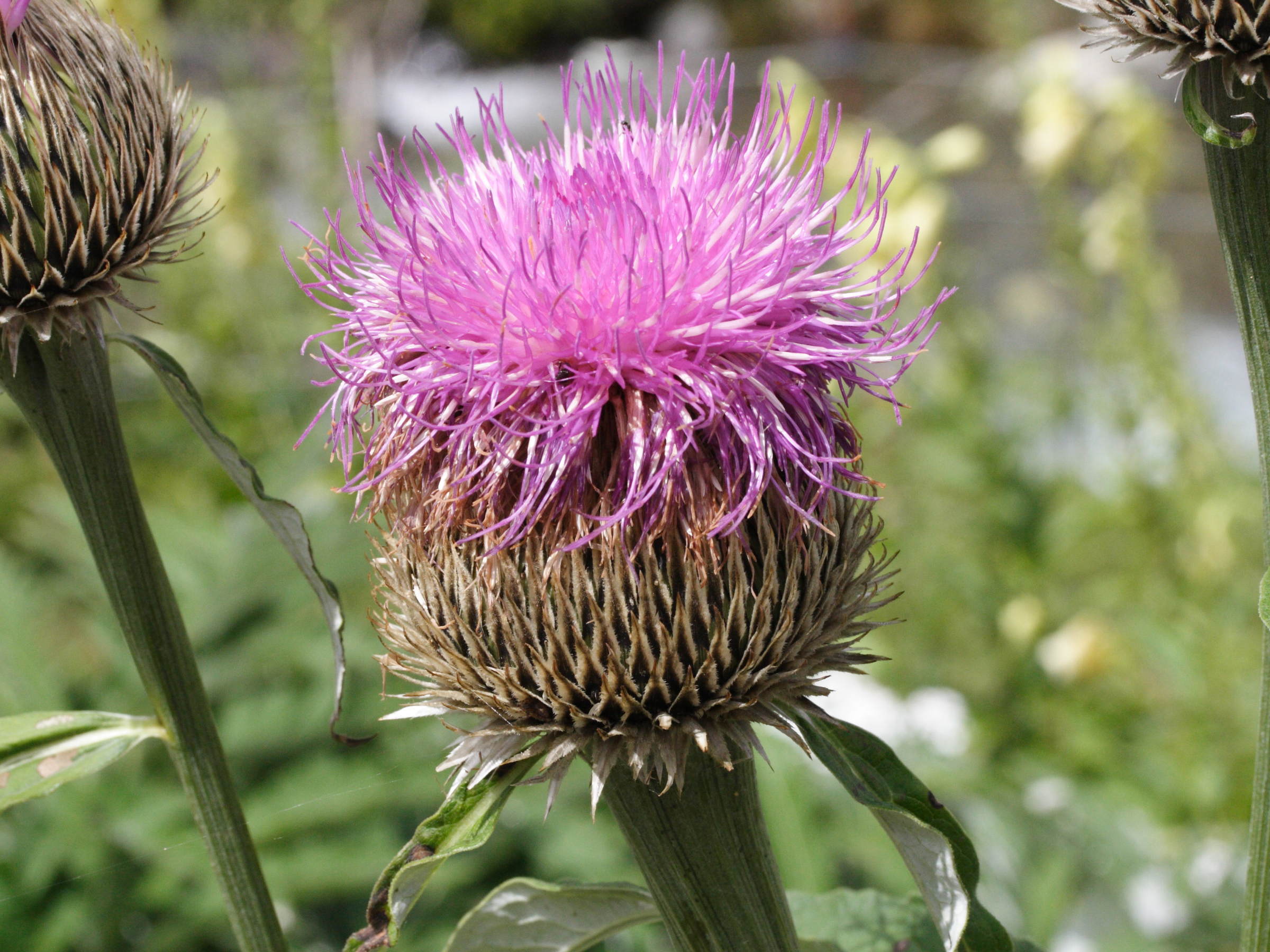 Afficher le média Stemmacantha_centauroides Stemmacantha_centauroides