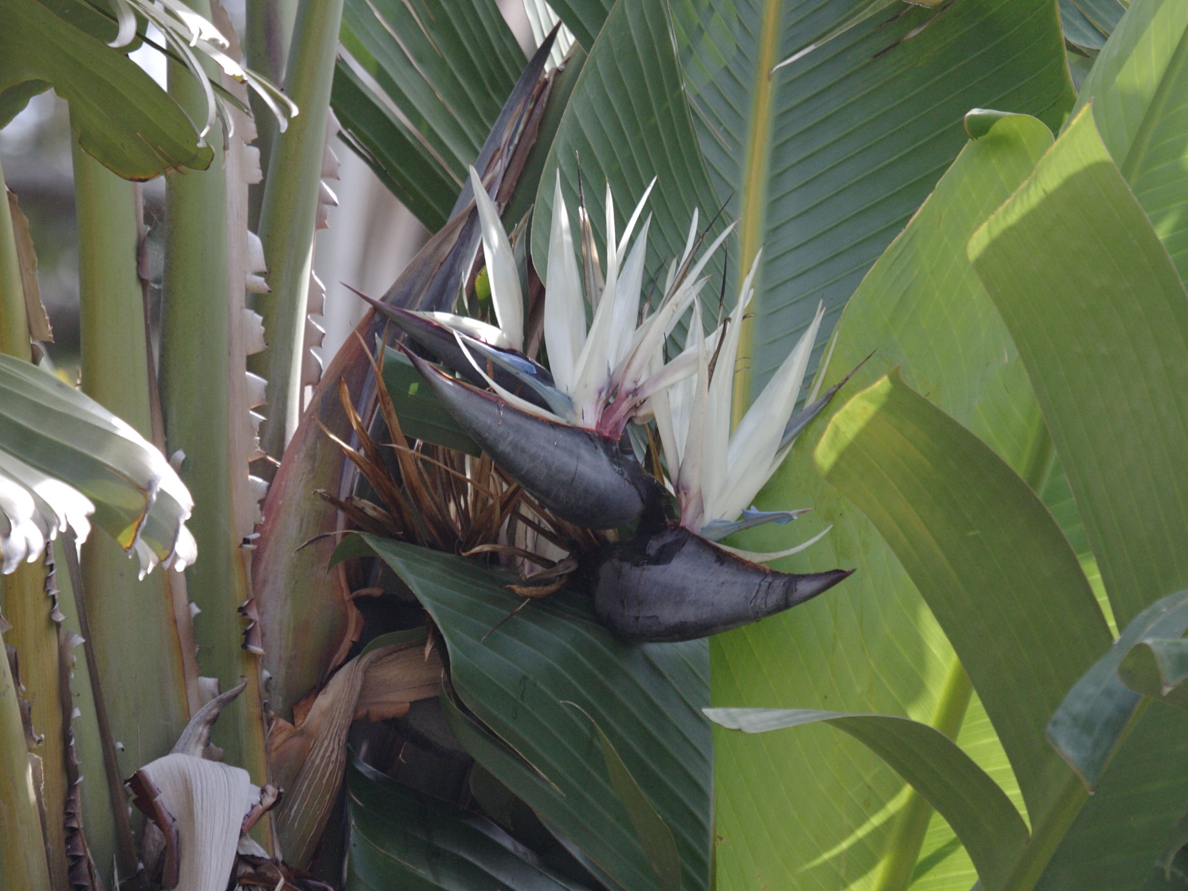 Afficher le média strelitzia_nicolai2bd strelitzia_nicolai2bd