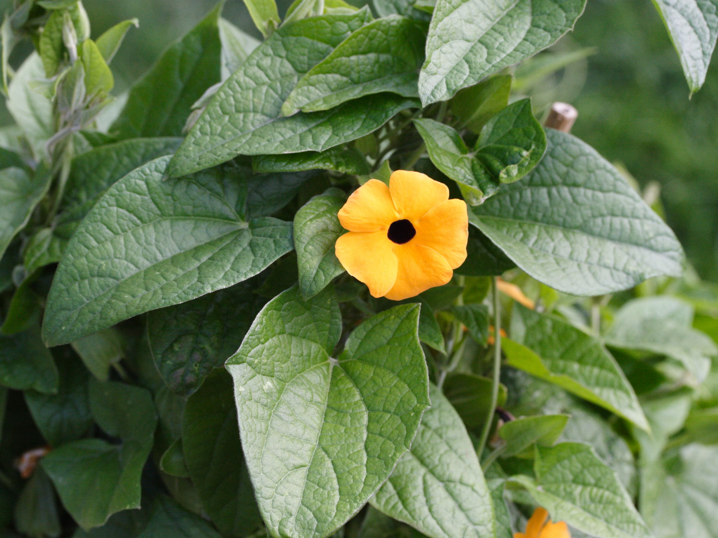 thunbergia_alata2md