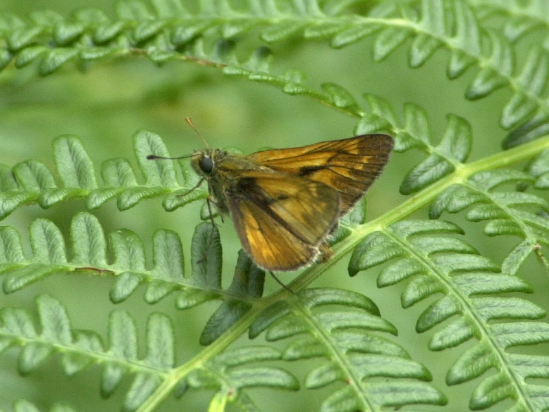 Afficher le média thymelicus_acteon1md thymelicus_acteon1md