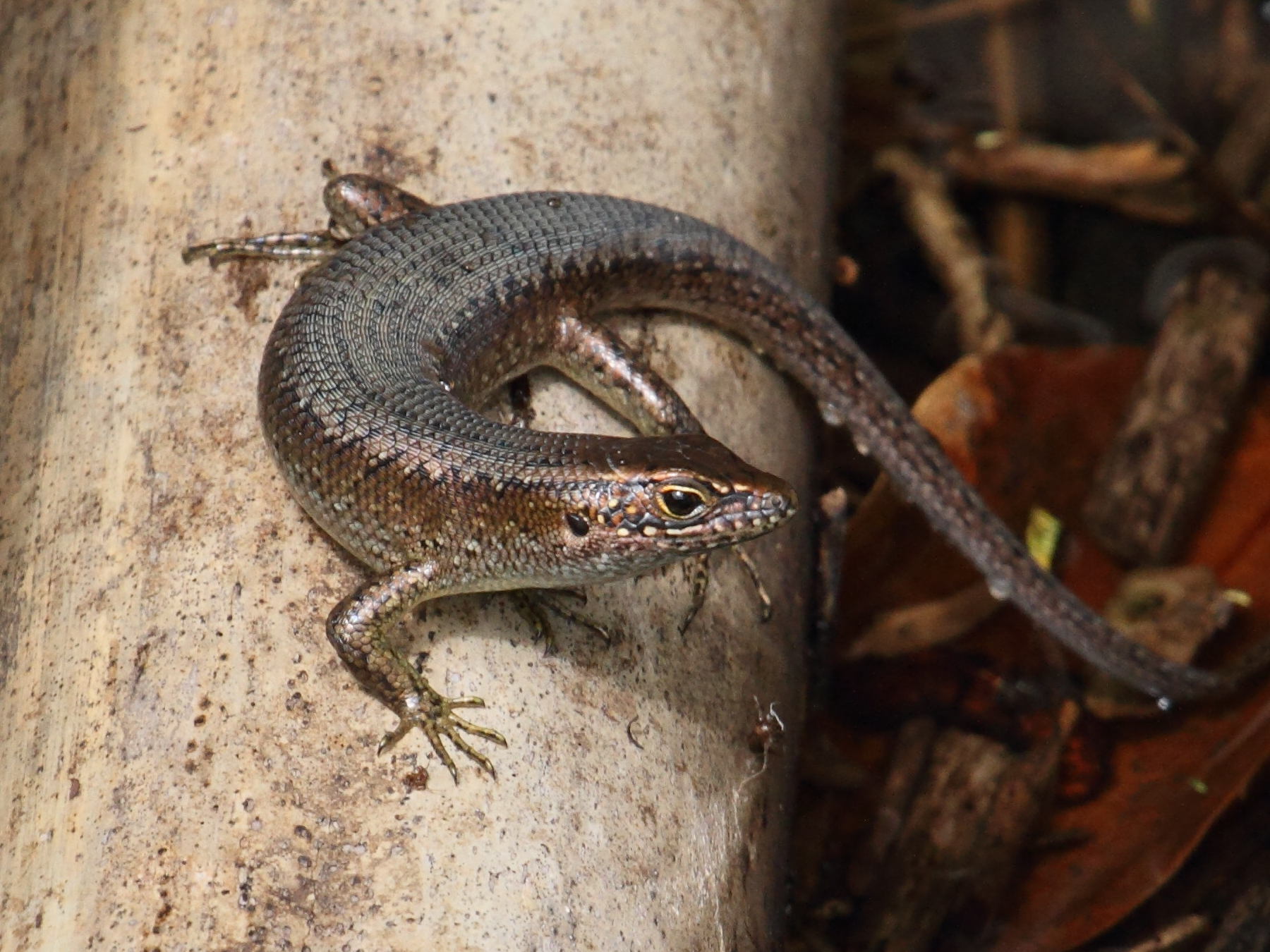 trachylepis_maculilabris_comorensis1bd