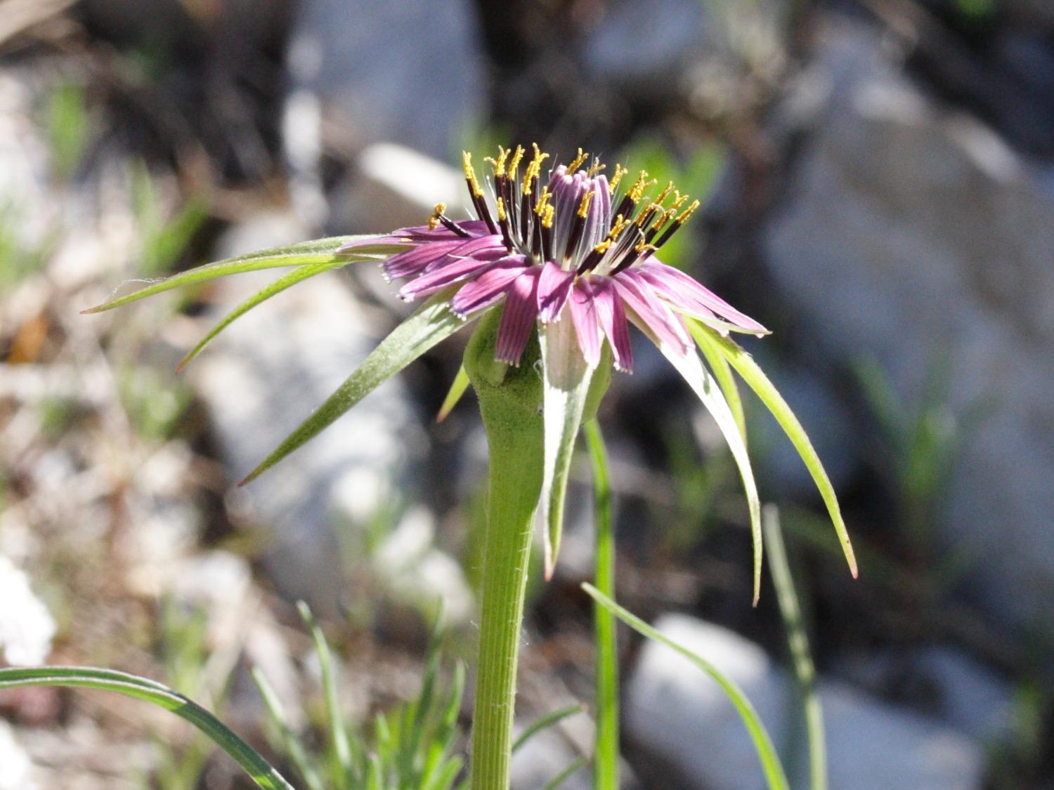 tragopogon_porrifolius_australis3md