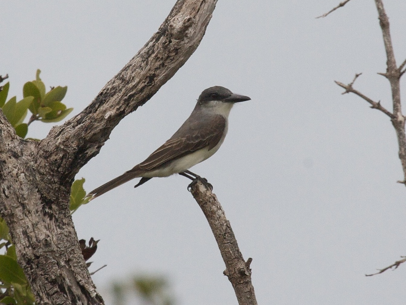 tyran_gris_-_tyrannus_dominicensis1bd