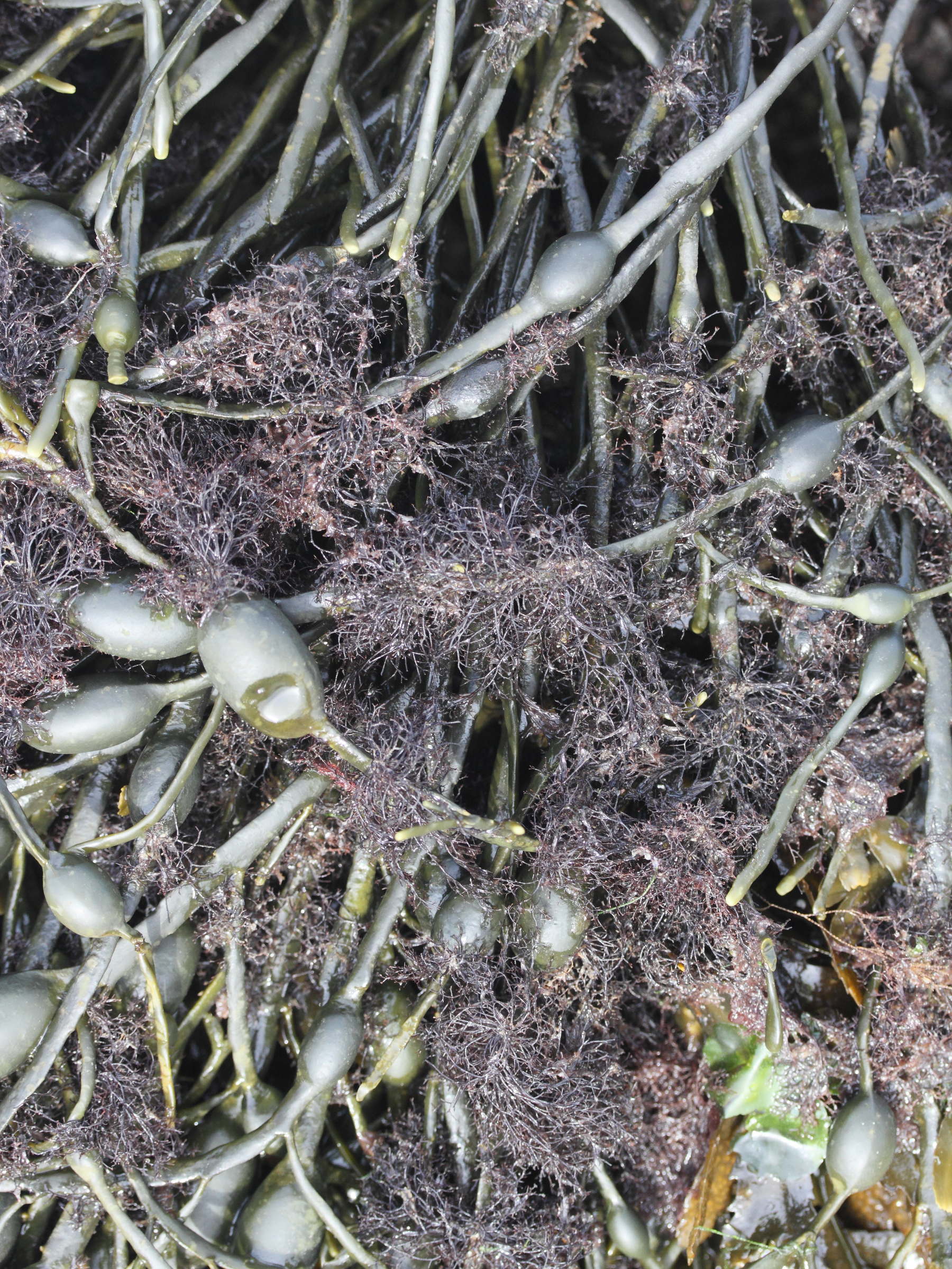 vertebrata_lanosa3md