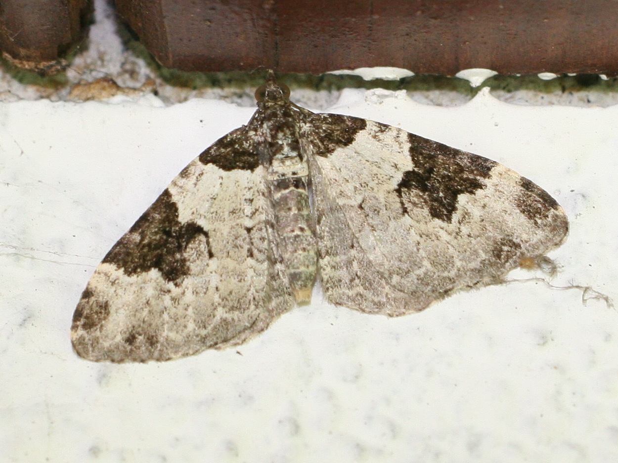 Afficher le média xanthorhoe_fluctuata2md xanthorhoe_fluctuata2md