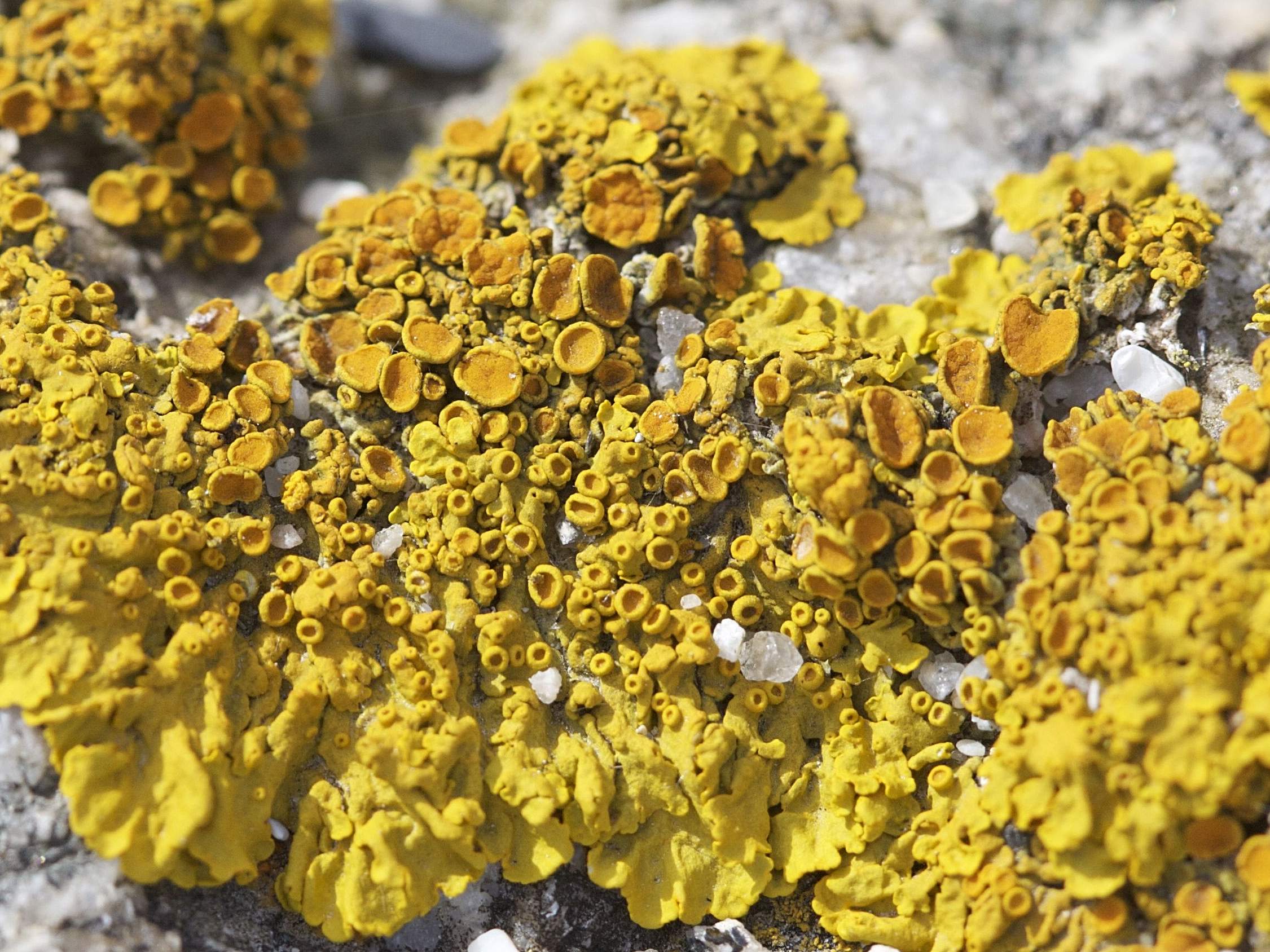 Afficher le média xanthoria_parietina6bd xanthoria_parietina6bd