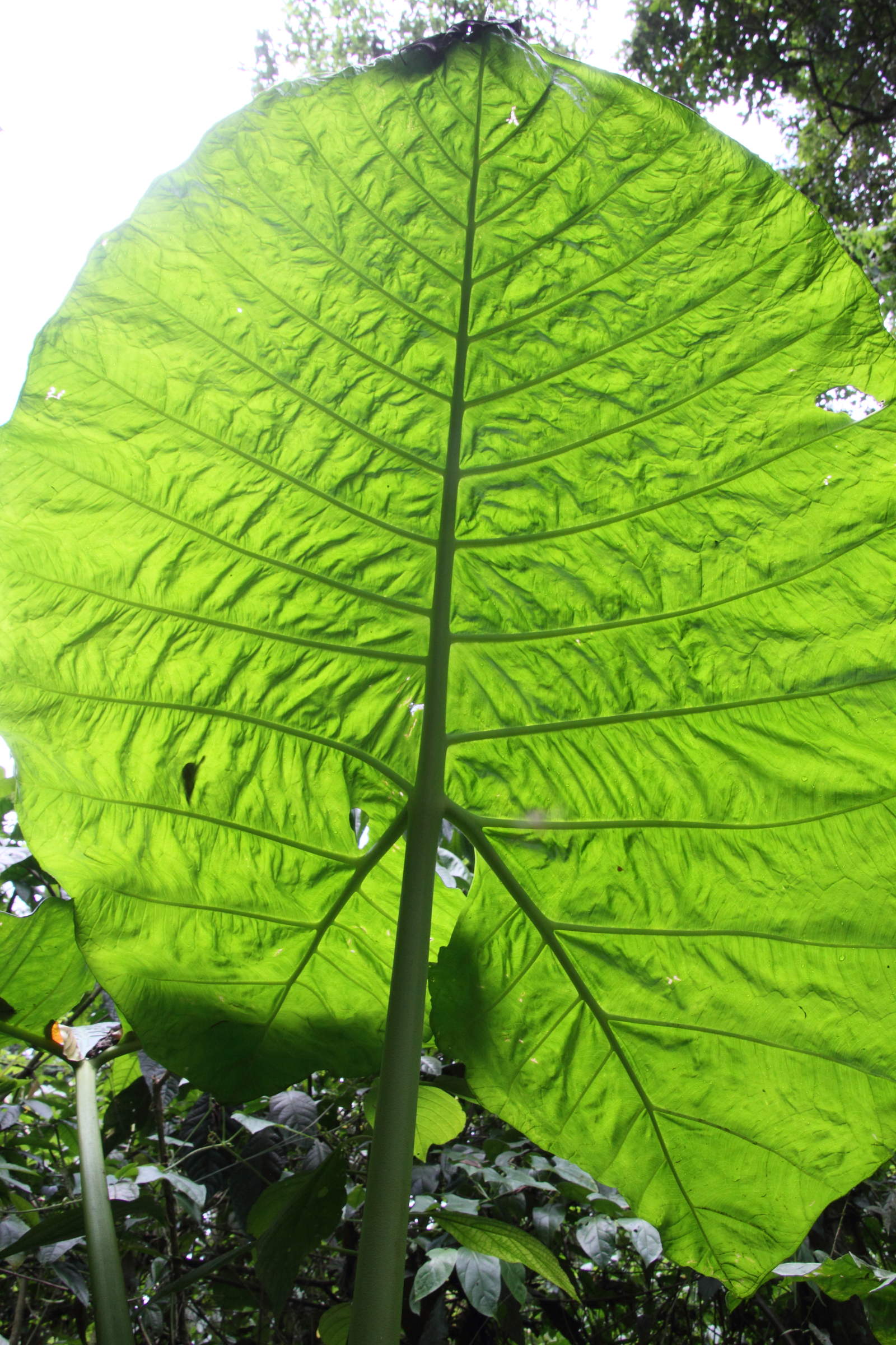 Afficher le média xanthosoma_undipes2md xanthosoma_undipes2md